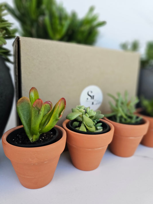 4-Pack Mini Terracotta Succulent Gift Set