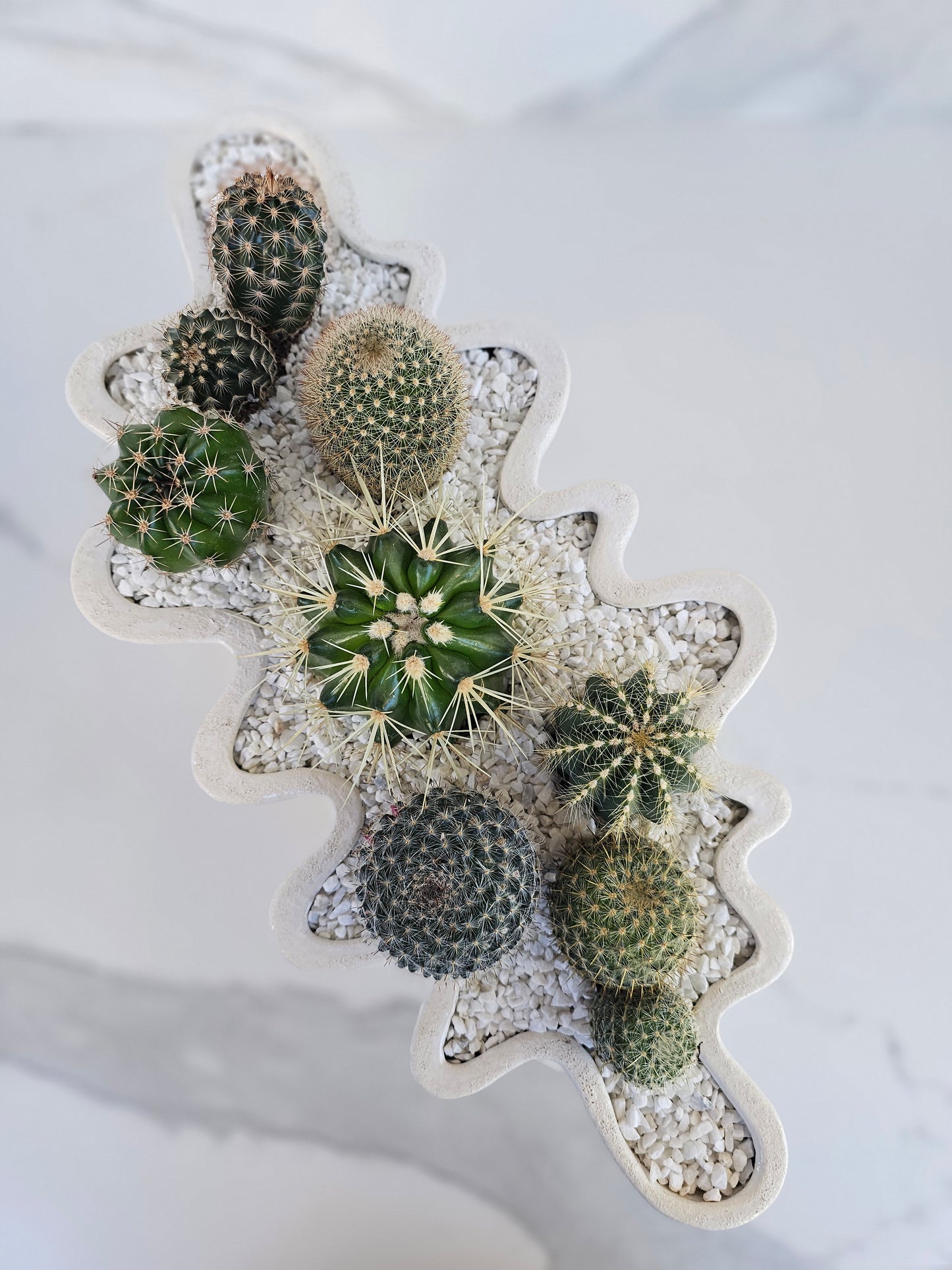 Sculptural white ceramic planter featuring healthy cactus centerpiece