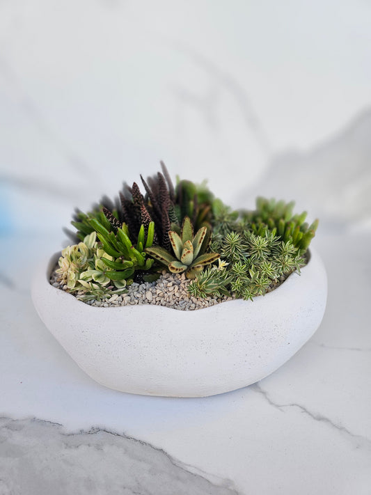 Large neutral round bowl with live succulent arrangement as modern centerpiece