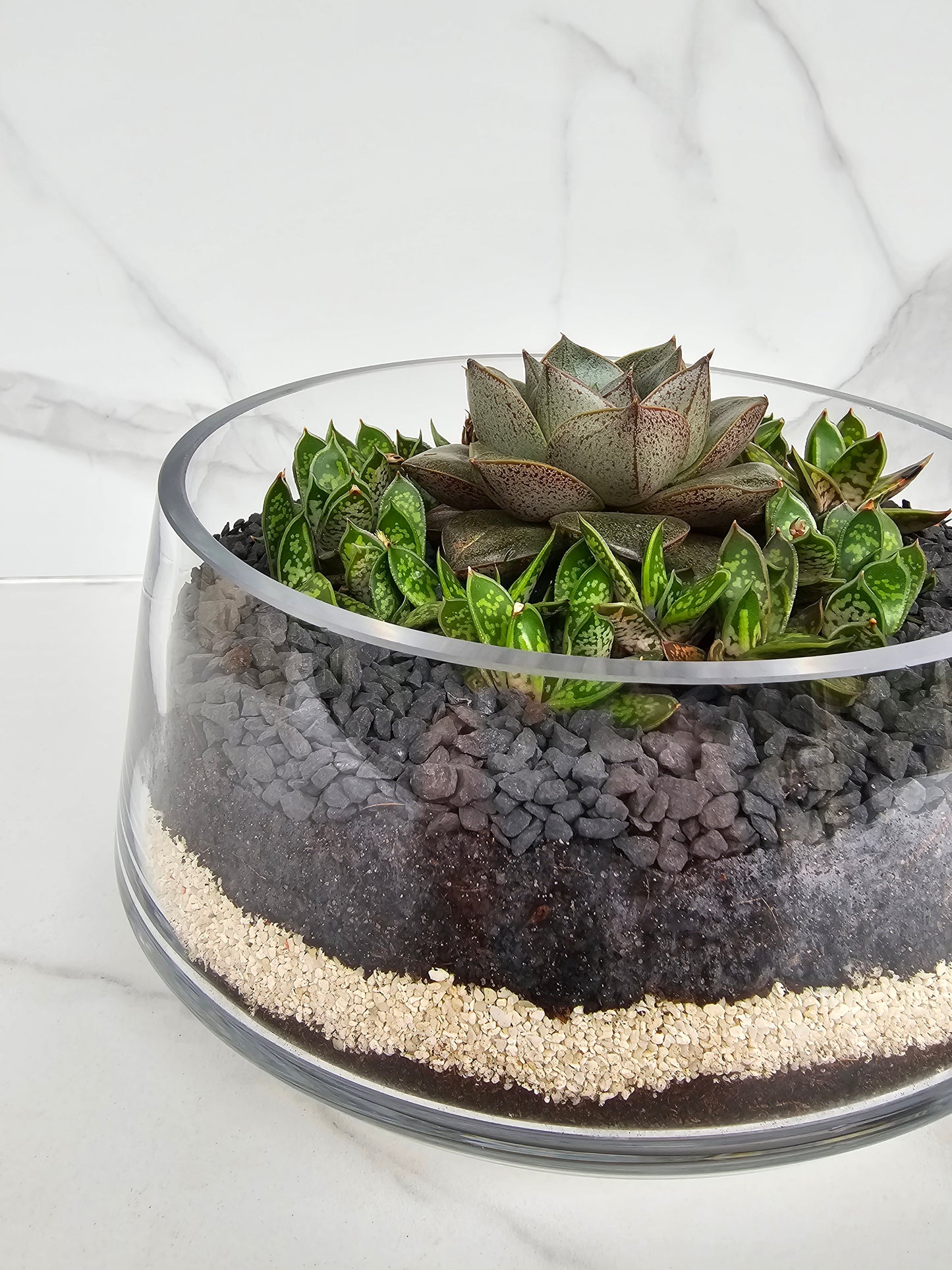 Close-up of colorful sempervivum varieties in modern glass planter