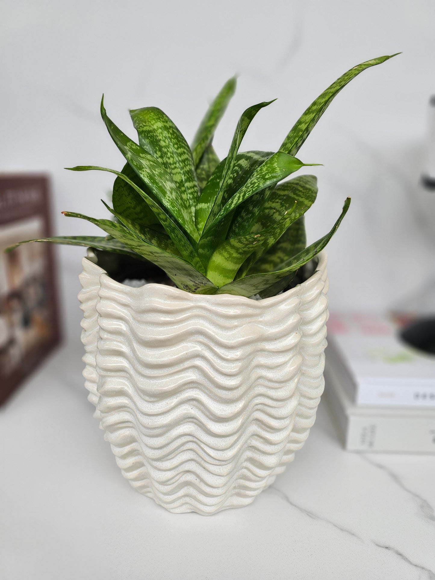 Sansevieria Hahnii in Textured White Ceramic Pot Ready-to-Display Indoor Plant