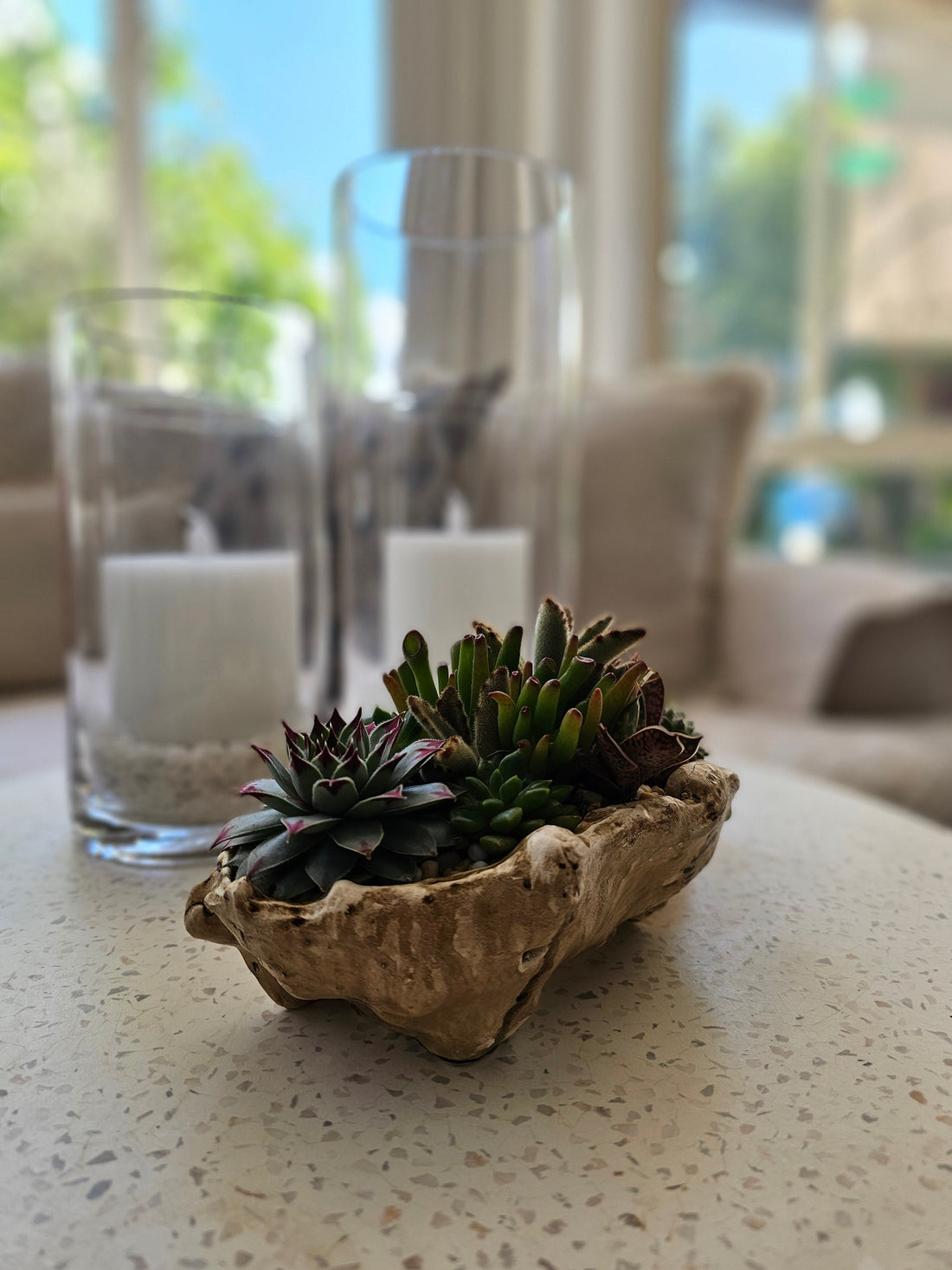 How to Create a Simple Succulent Centrepiece for Your Coffee Table