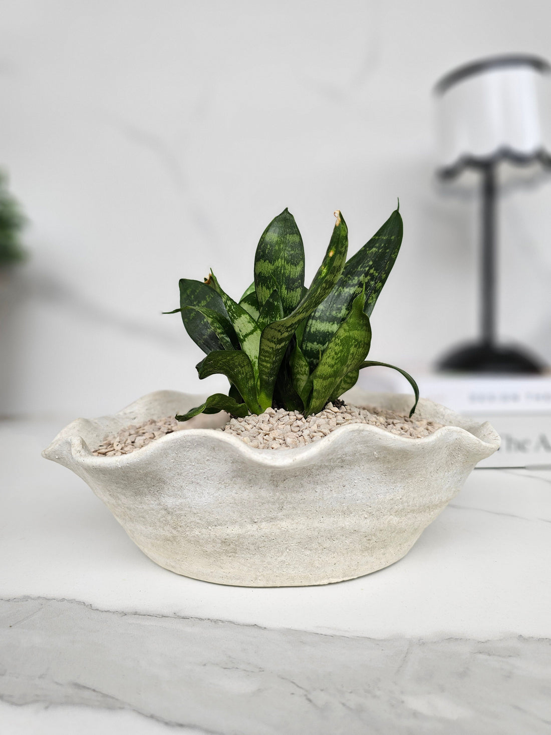 Snake Plant Care Guide for Australian Homes | Stem n Leaf