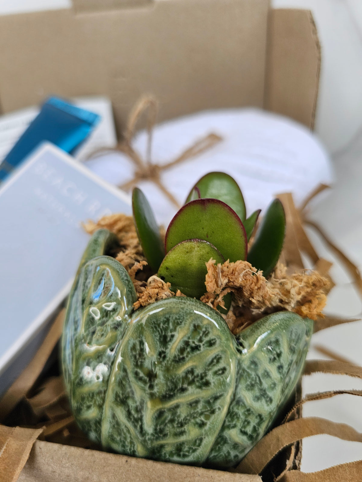 Succulent Gift Set Box | Sage Green Ceramic Pots & Hand Care Gift