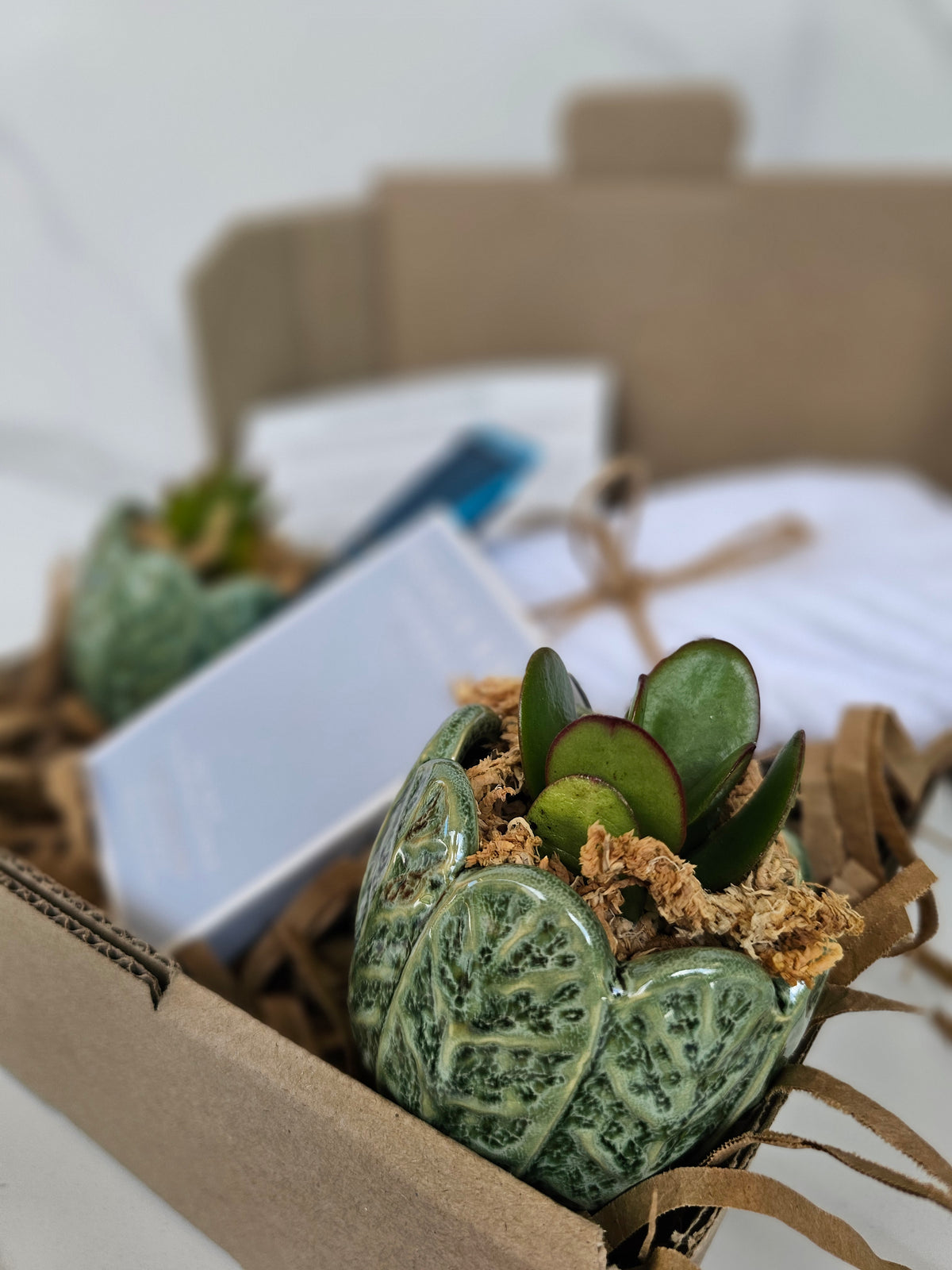 Succulent Gift Set Box | Sage Green Ceramic Pots & Hand Care Gift