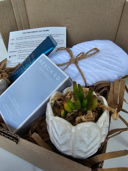 Succulent Gift Set Box | White Textured Ceramic Pots & Hand Care Gift