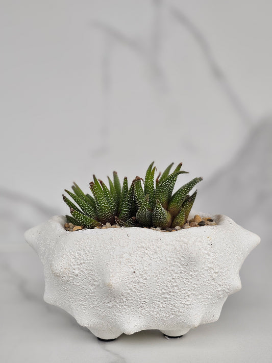 Oceania Planter Large with Potted Succulent