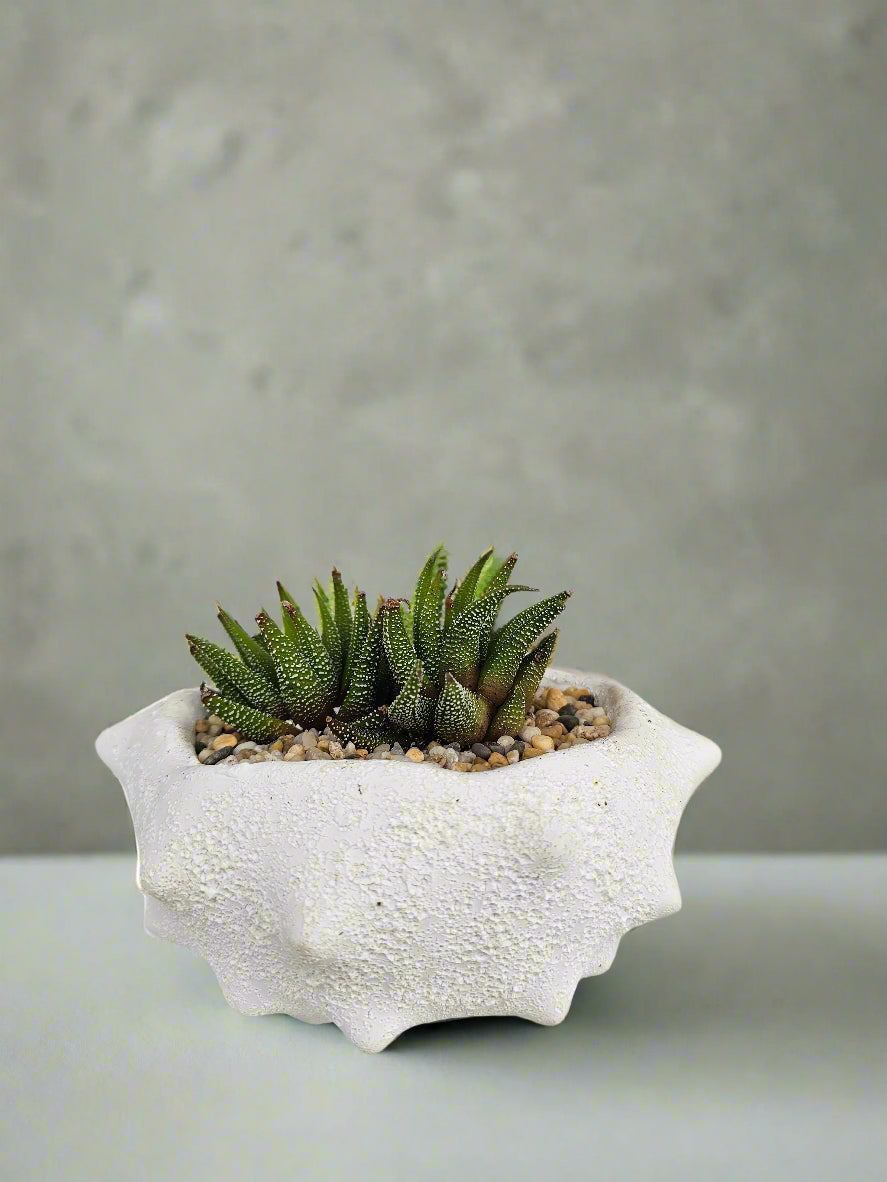 Oceania Planter Large with Potted Succulent