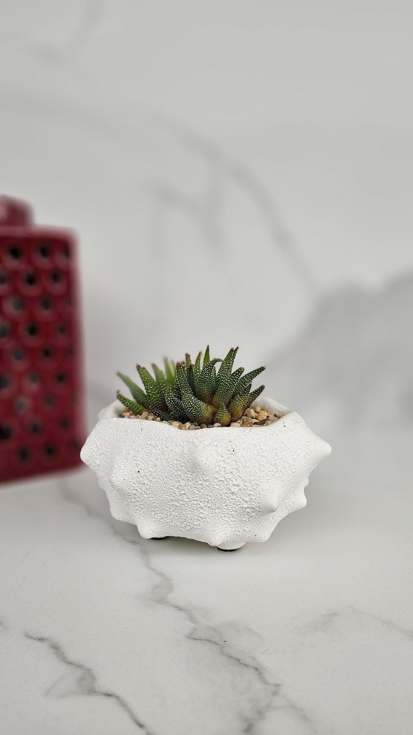 Oceania Planter Large with Potted Succulent