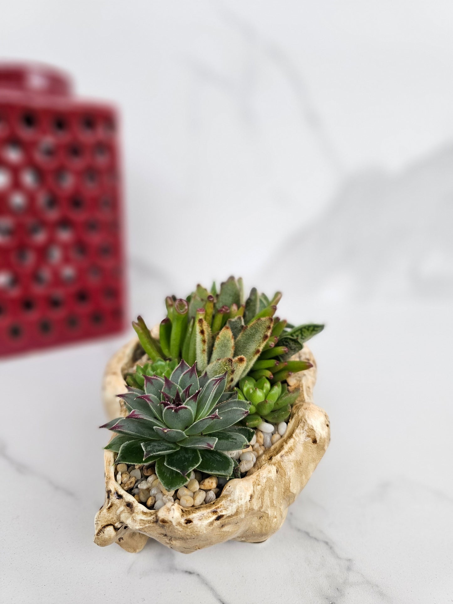 Small succulent arrangement in driftwood planter perfect for desk or shelf