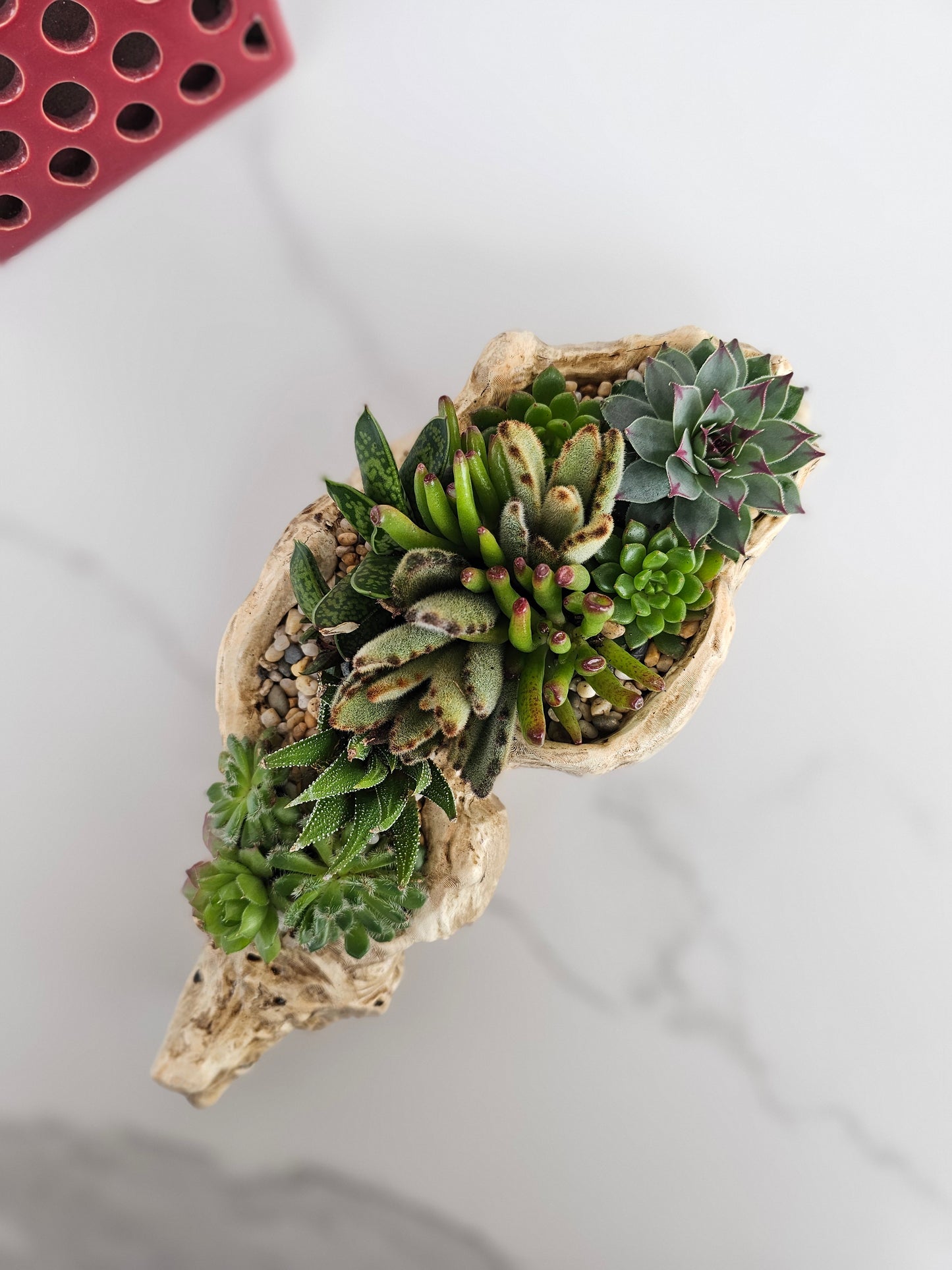 Small succulent arrangement in driftwood planter perfect for desk or shelf