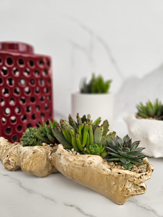 Large live succulent arrangement in natural faux driftwood planter for indoor decor
