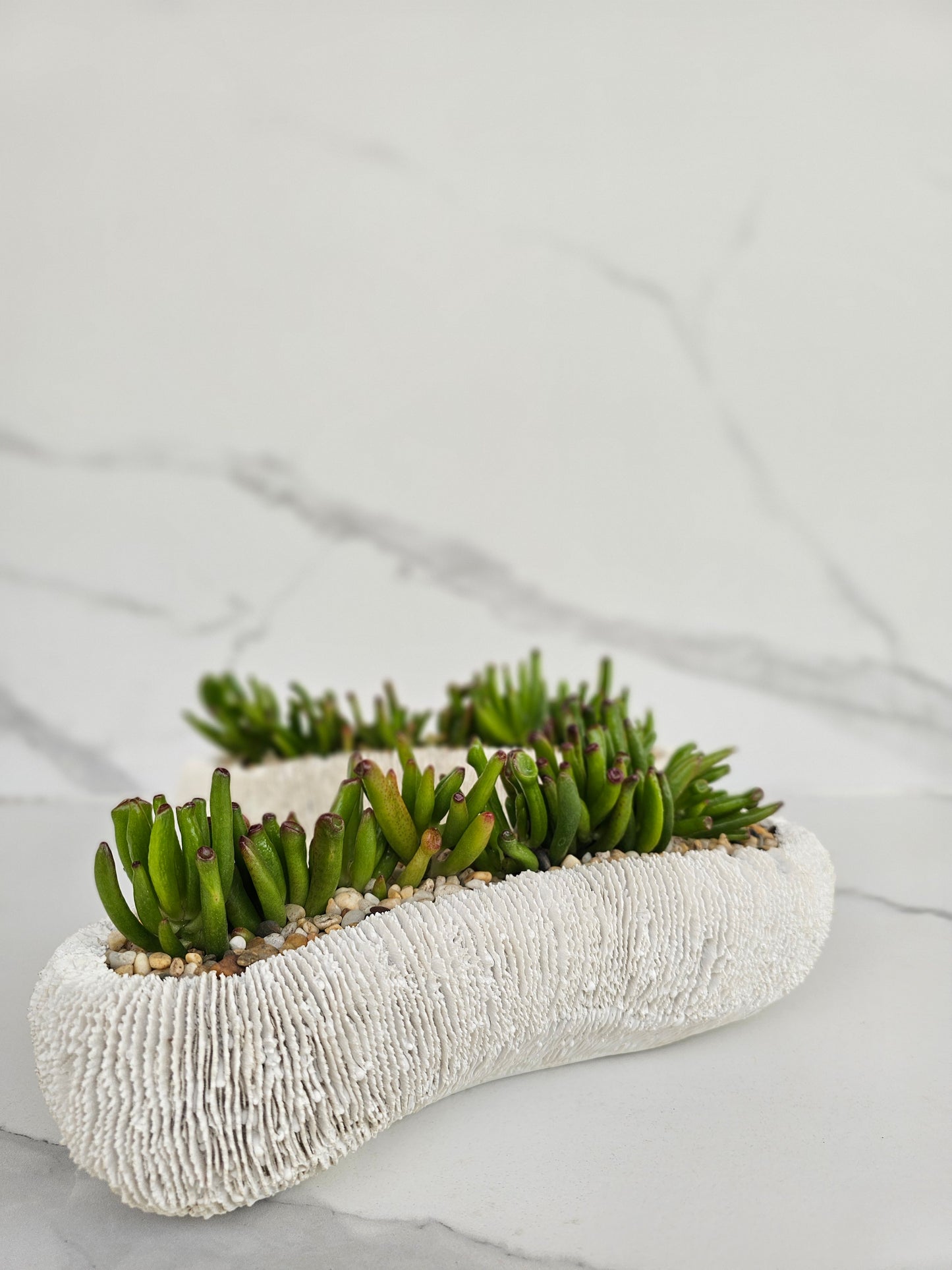 Live succulent in white coral-textured ceramic planter for coastal decor