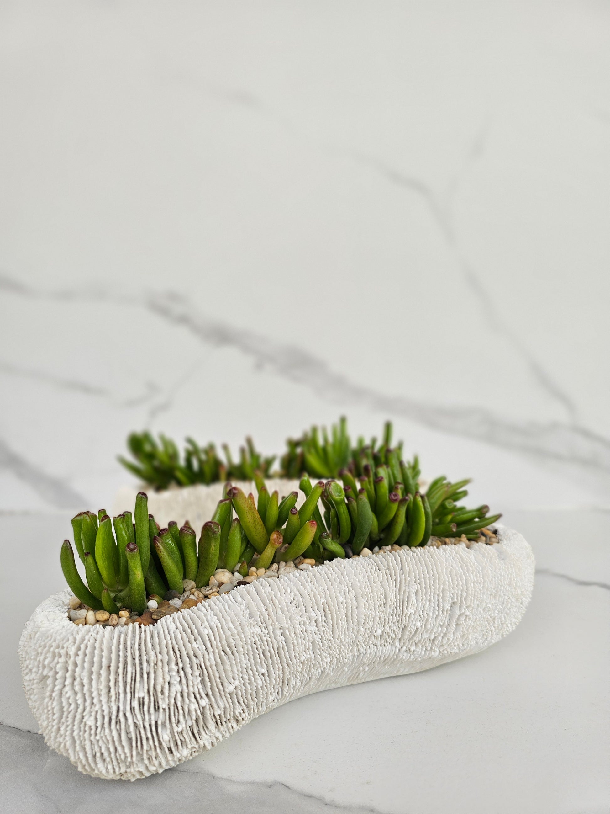 Live succulent in white coral-textured ceramic planter for coastal decor