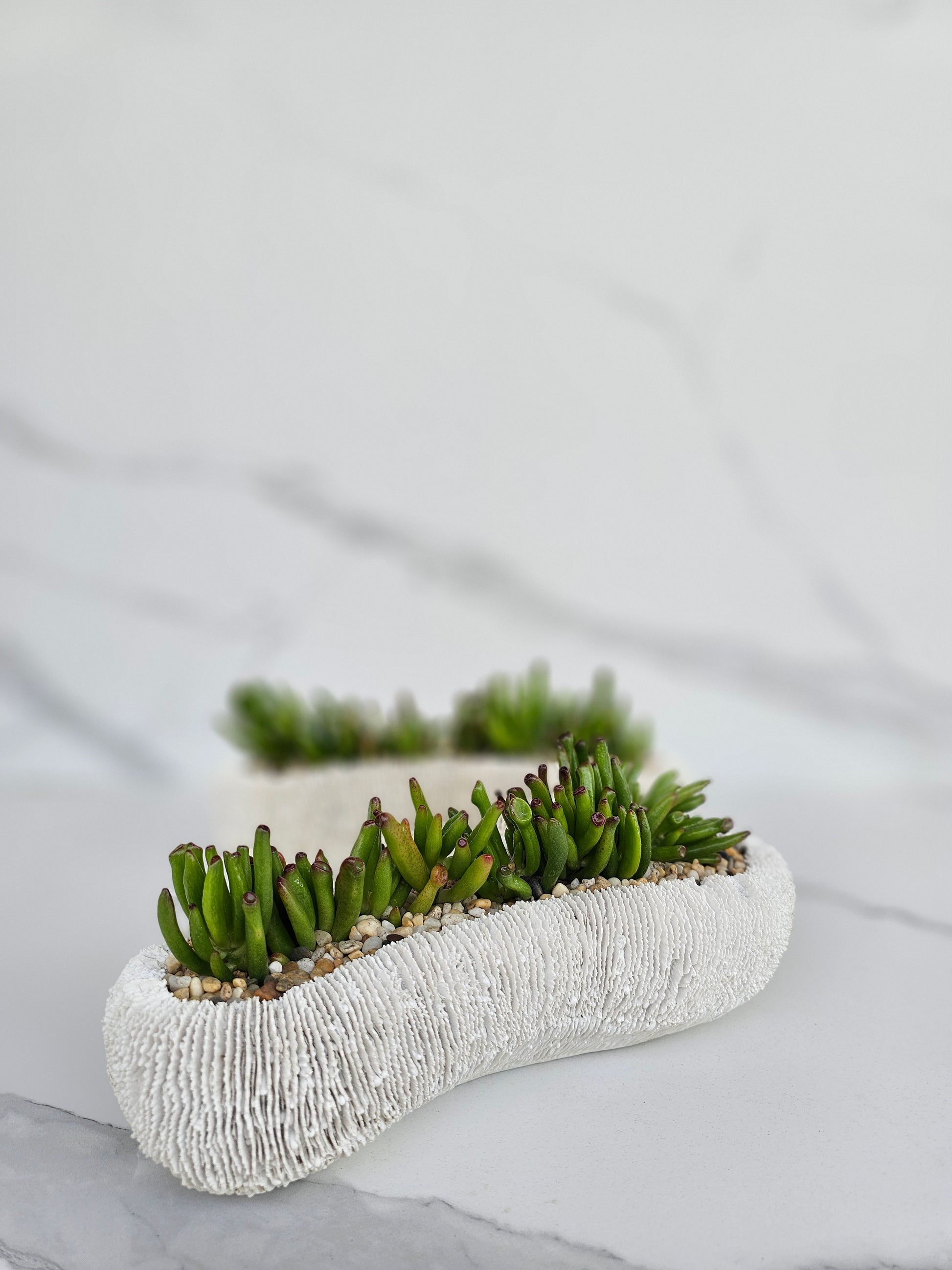 Detailed view of succulent in decorative white coral ceramic pot
