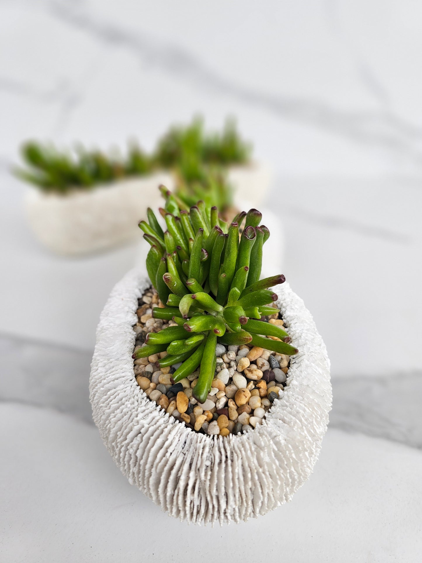 Modern white coral planter with healthy succulent arrangement