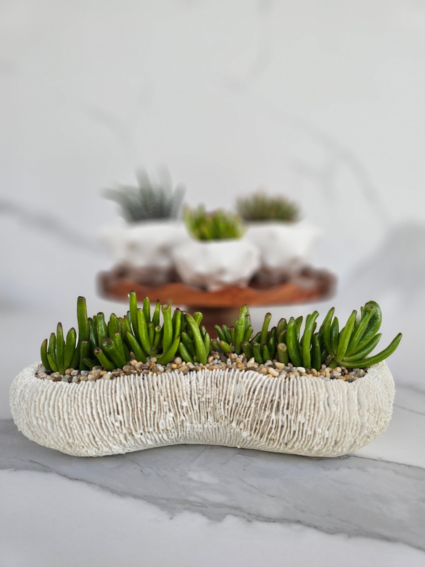 Live succulent in white coral-textured ceramic planter for coastal decor