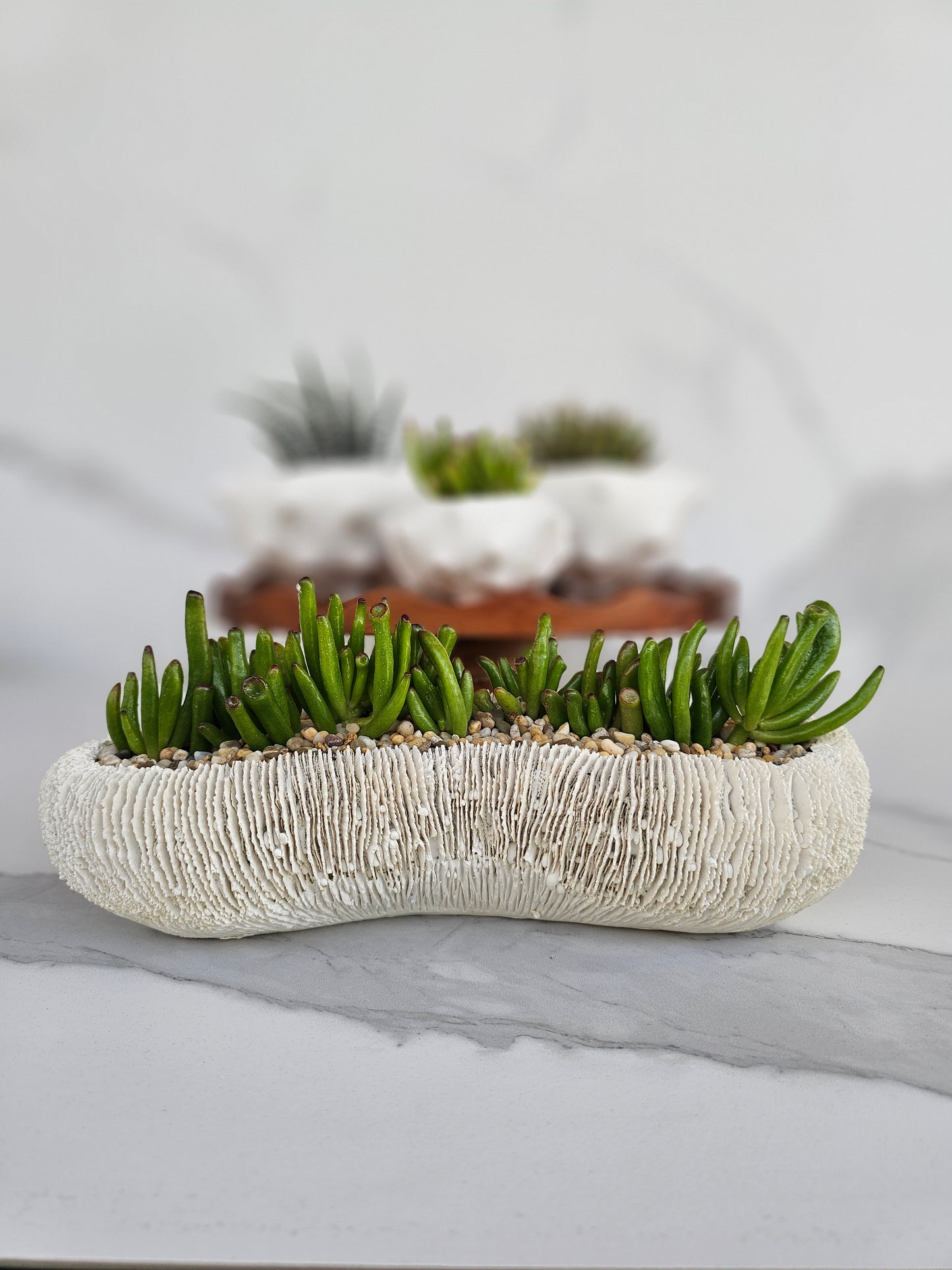 Modern white coral planter with healthy succulent arrangement