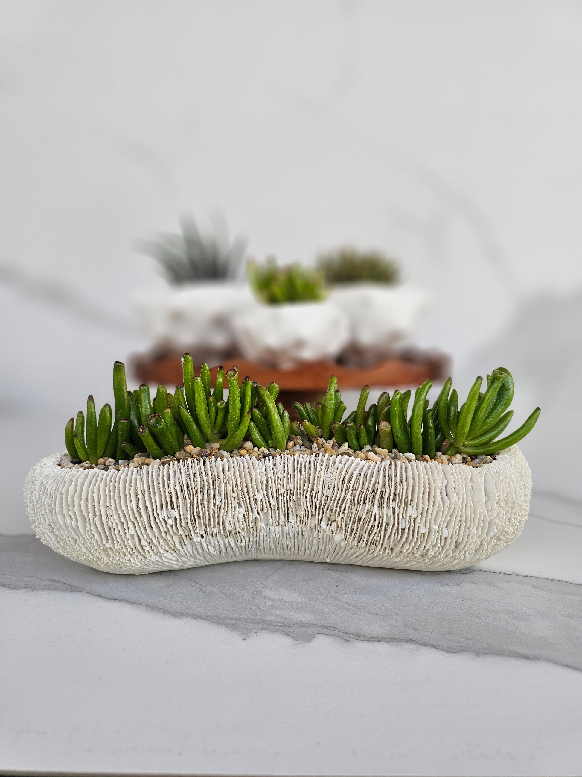 Modern white coral planter with healthy succulent arrangement