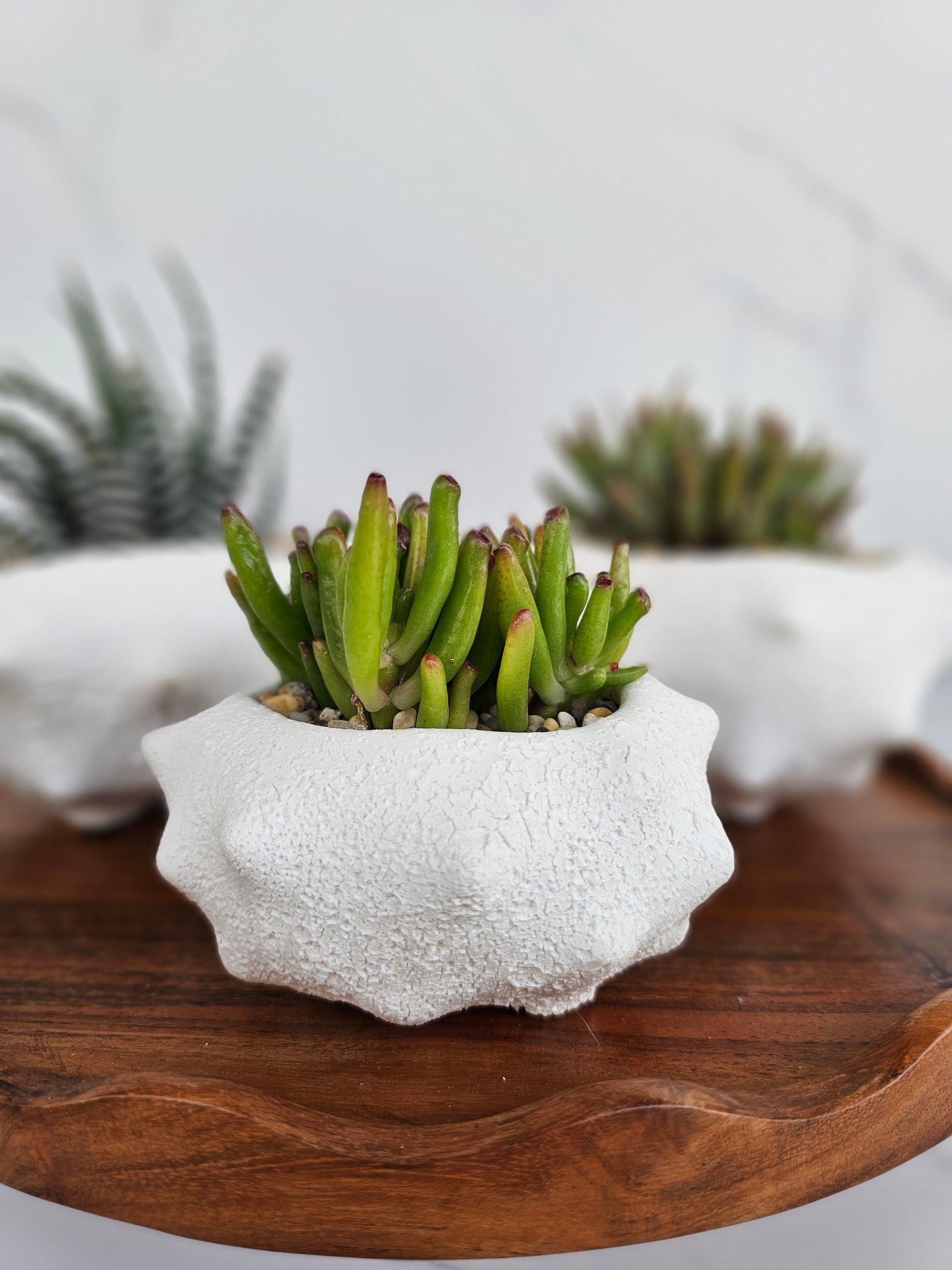 Small Oceania ceramic planter with live succulent perfect for small spaces