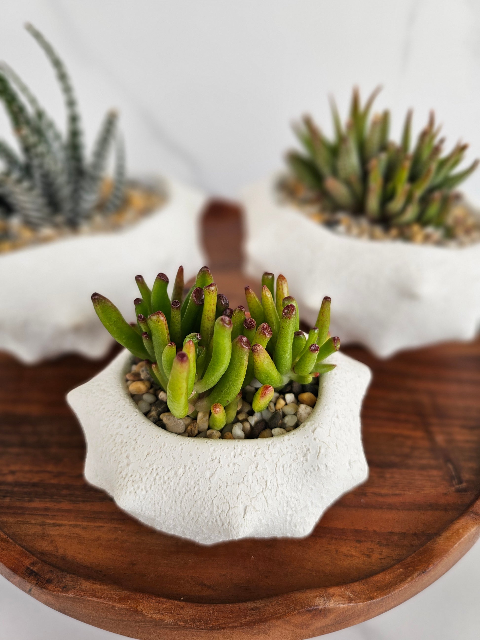 Side view of small succulent in stylish Oceania ceramic pot