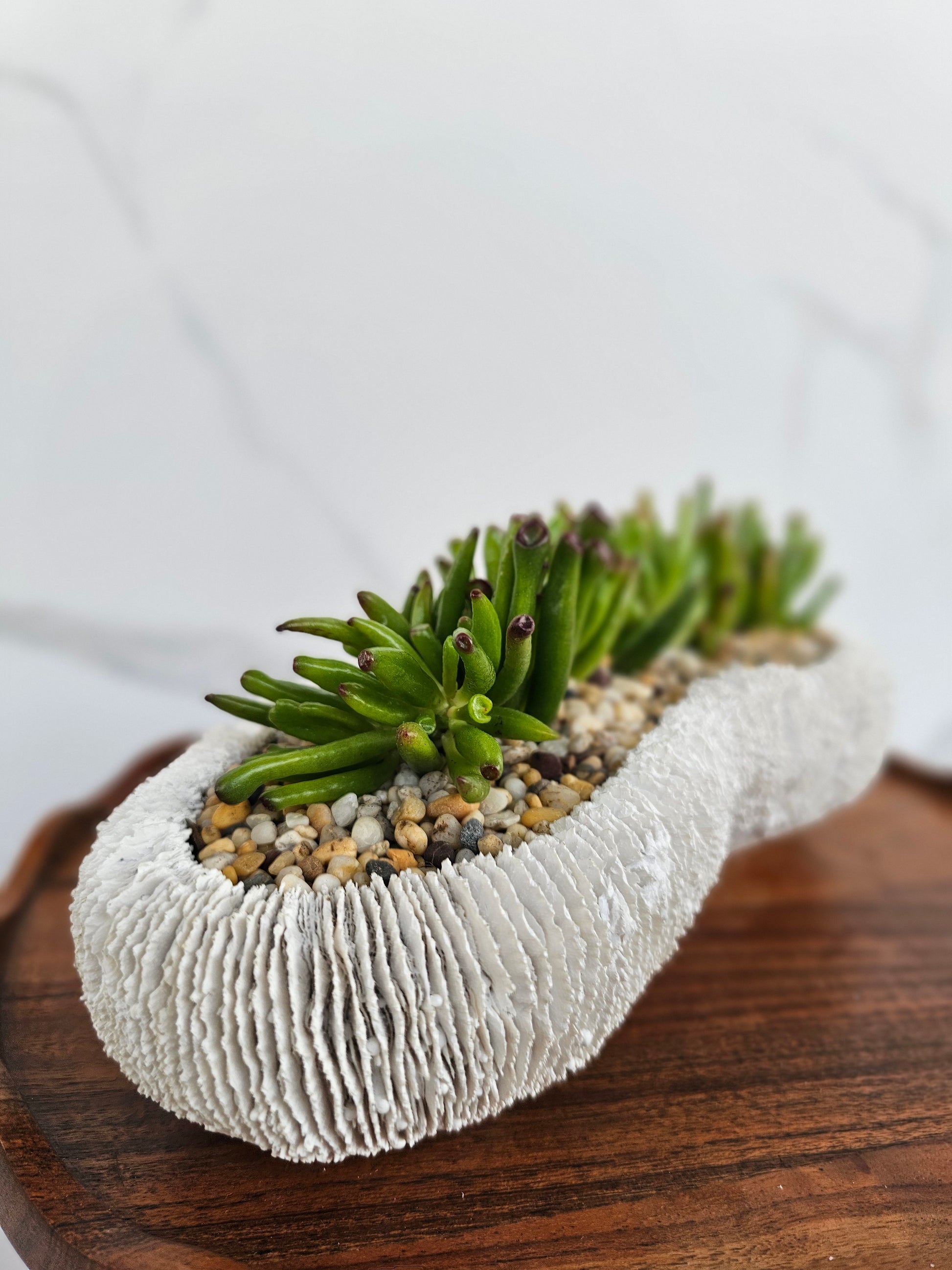 Detailed view of succulent in decorative white coral ceramic pot