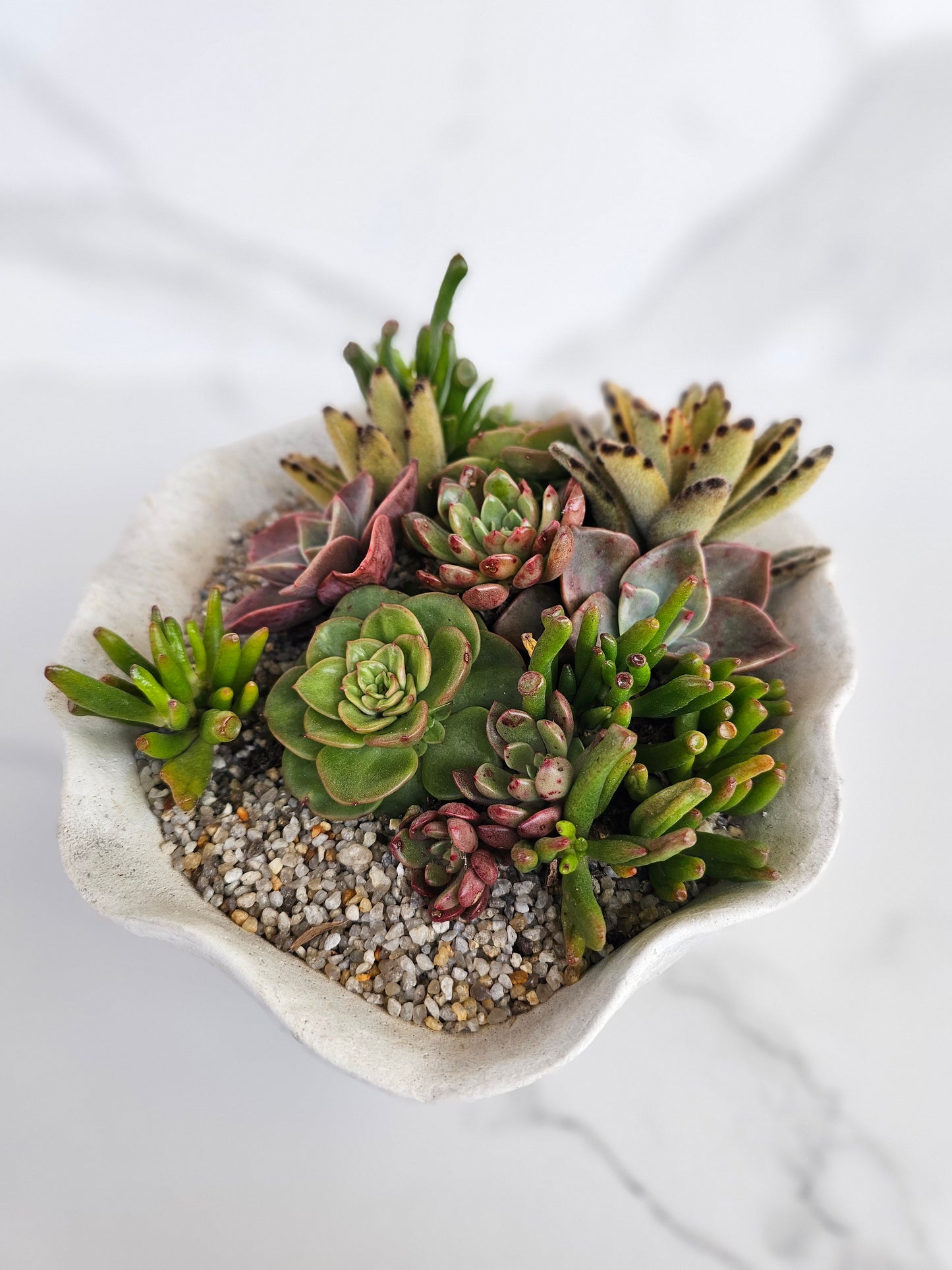 Live succulent arrangement in natural wavy shell bowl planter