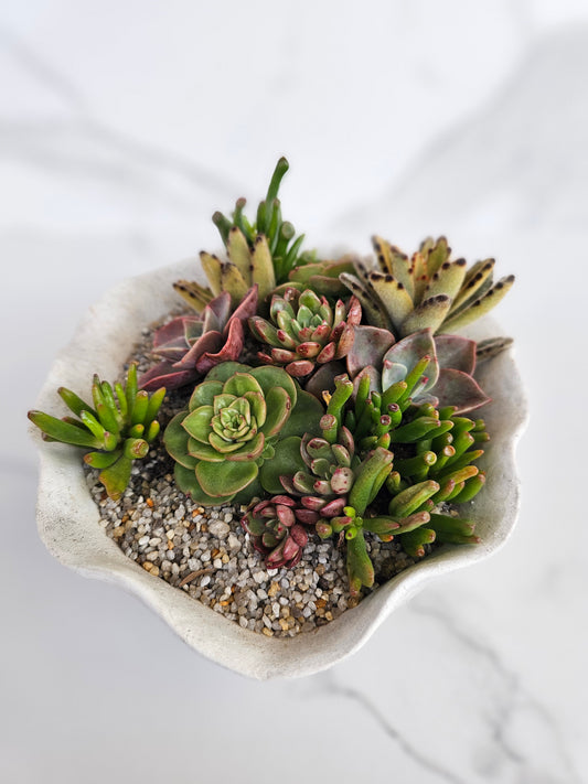 Live succulent arrangement in natural wavy shell bowl planter