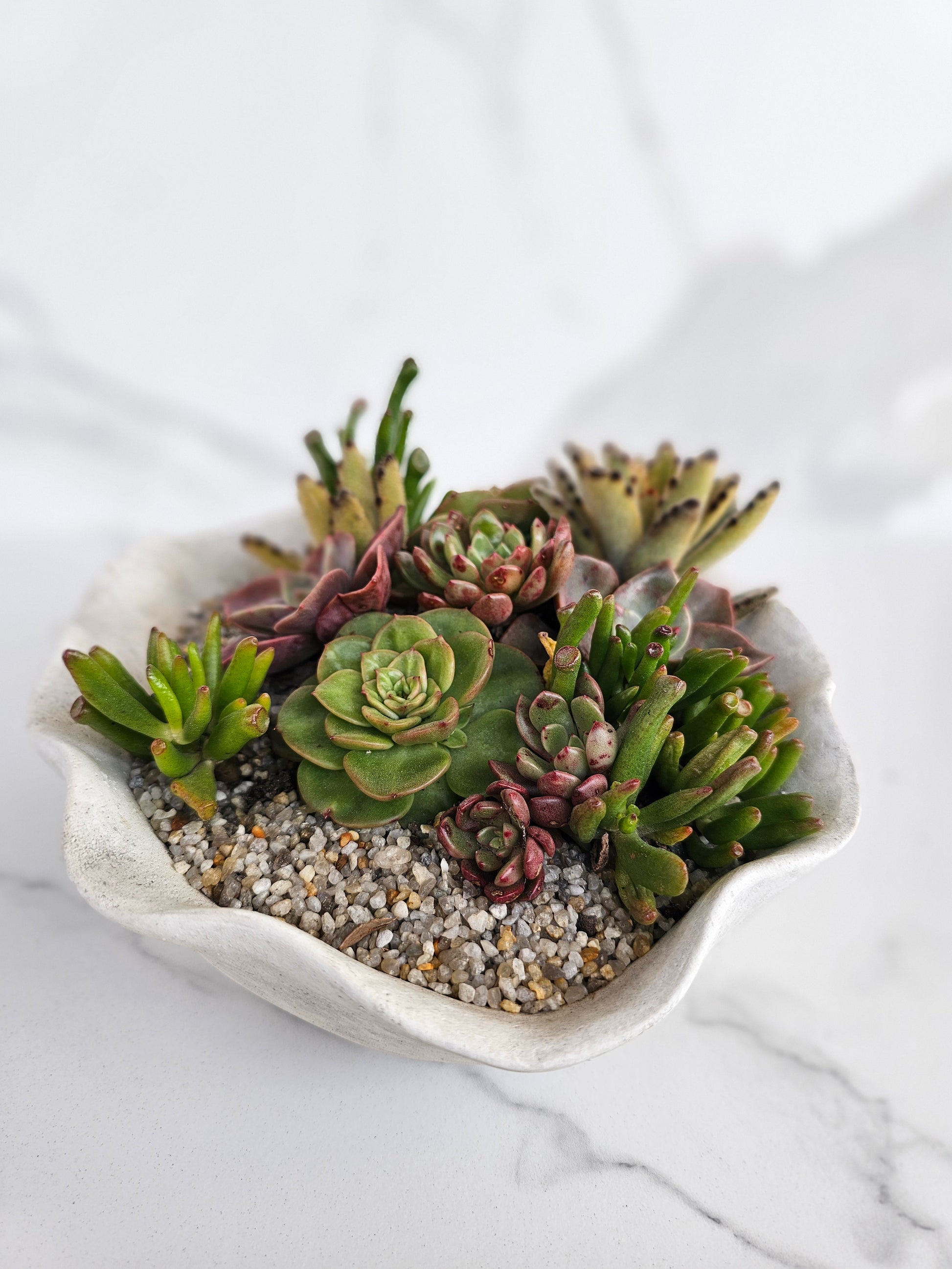 Live succulent arrangement in natural wavy shell bowl planter