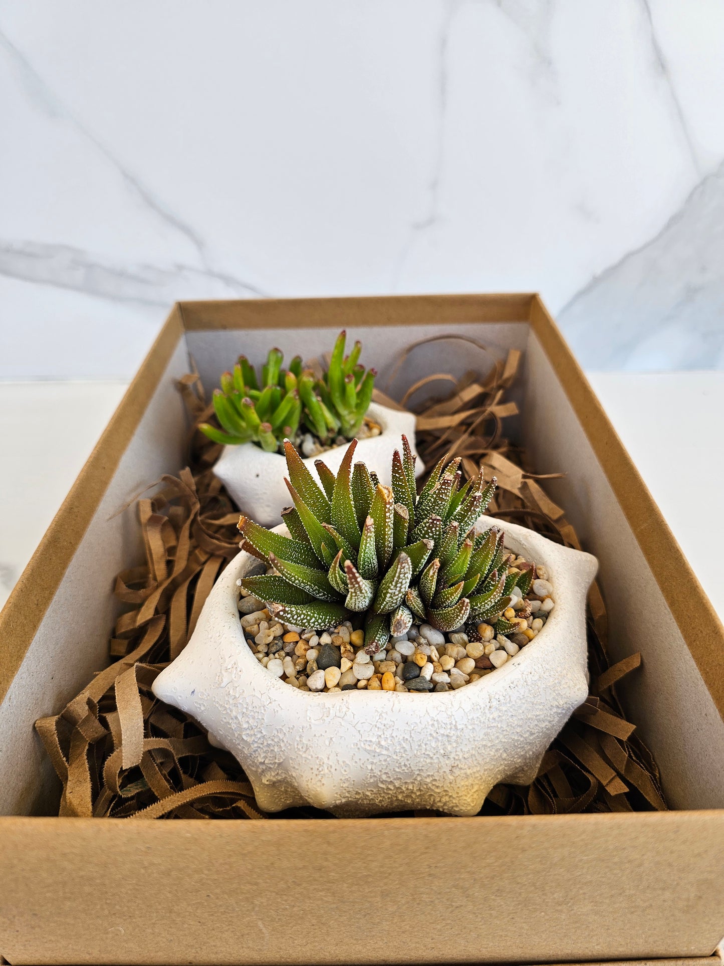 Oceania Planter Large with Potted Succulent