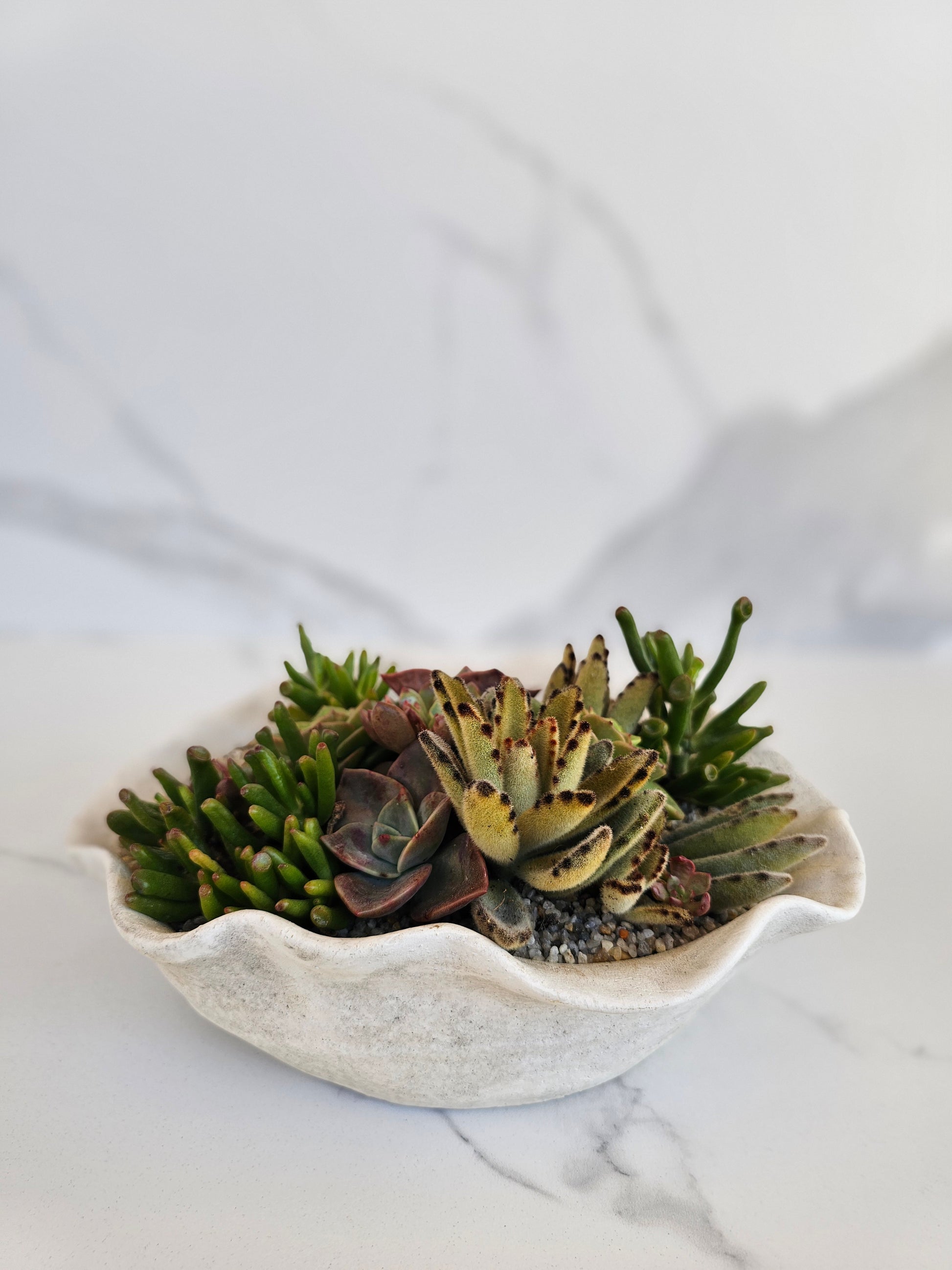 Coastal-themed succulent display in decorative shell bowl