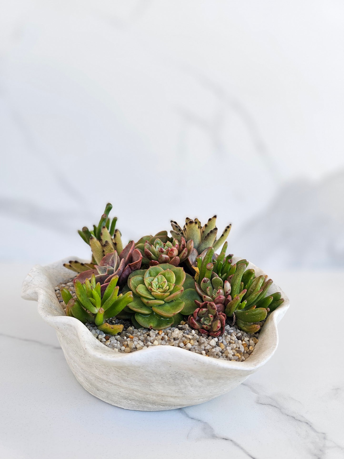 Coastal-themed succulent display in decorative shell bowl