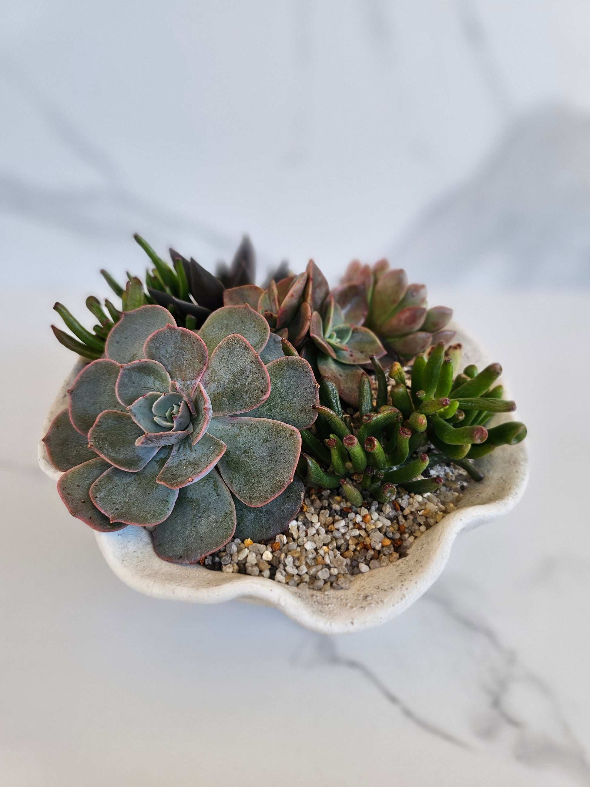 Coastal-themed succulent display in decorative shell bowl