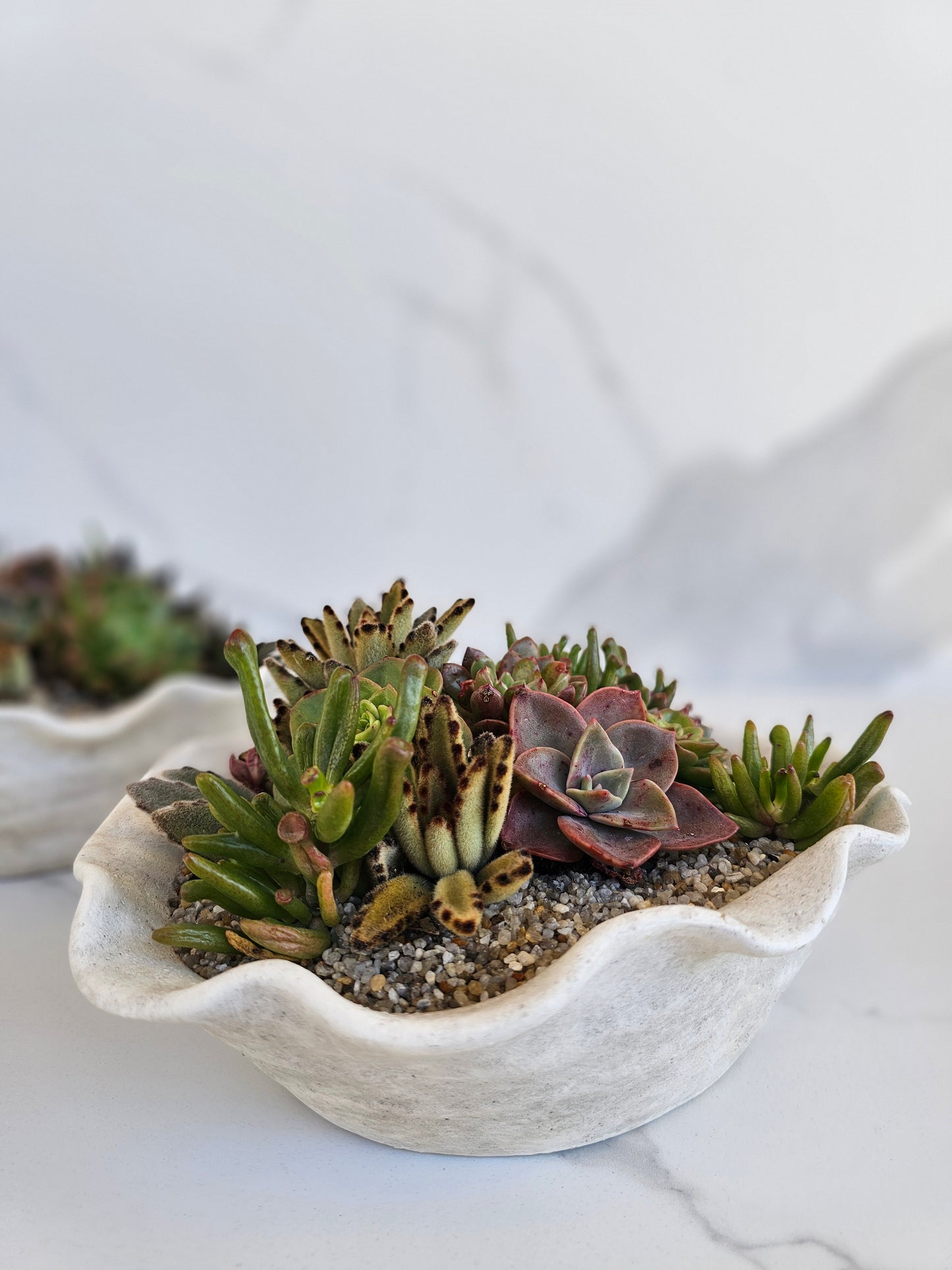 Close-up of succulent varieties in organic shell-shaped planter