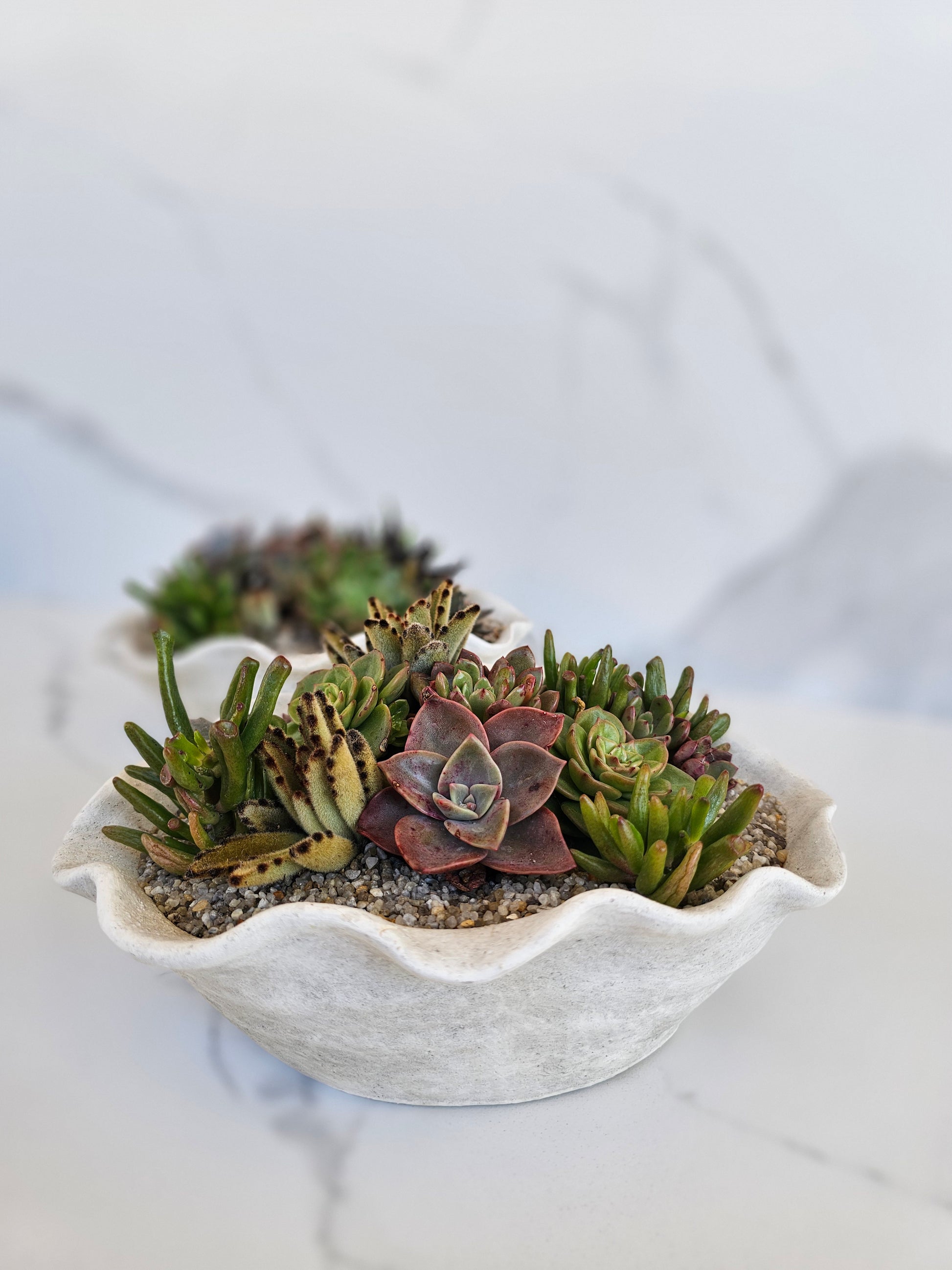 Close-up of succulent varieties in organic shell-shaped planter