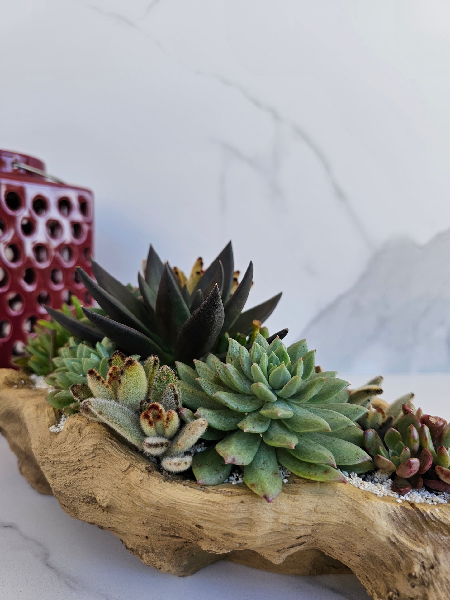 Close-up view of succulent varieties in rustic driftwood container