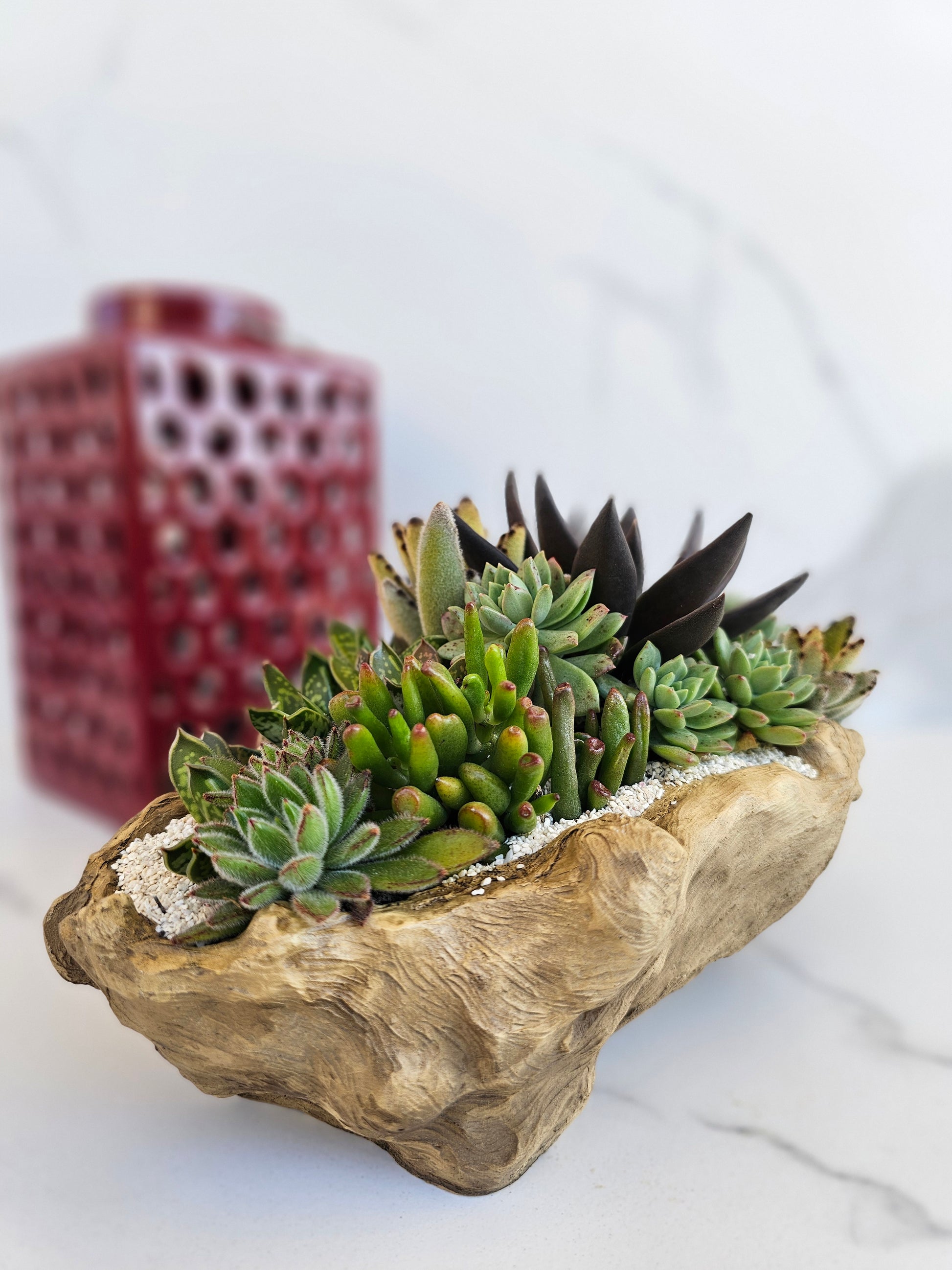 Close-up view of succulent varieties in rustic driftwood container