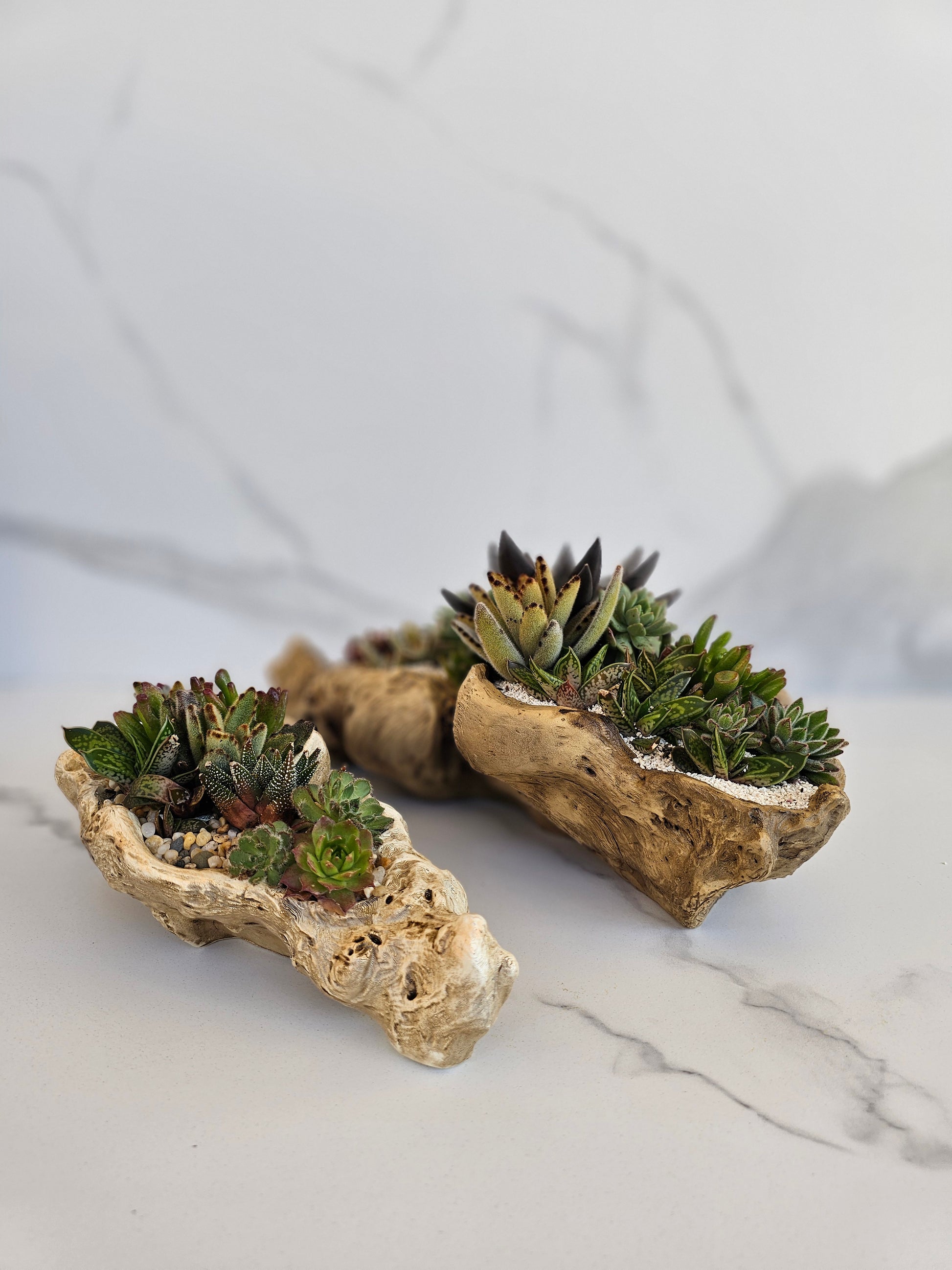 Large live succulent arrangement in natural faux driftwood planter for indoor decor