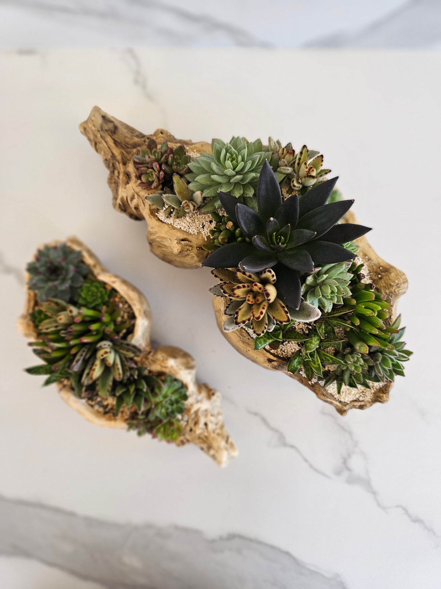 Large live succulent arrangement in natural faux driftwood planter for indoor decor