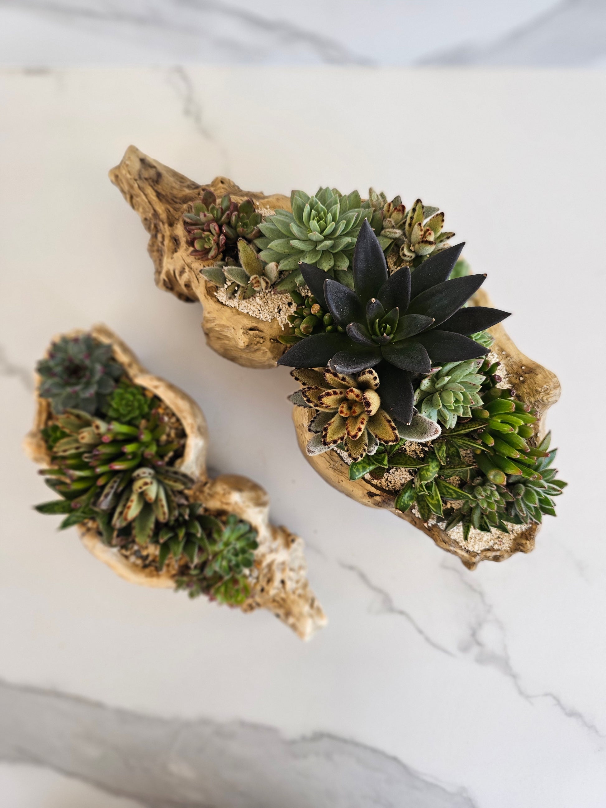 Large live succulent arrangement in natural faux driftwood planter for indoor decor