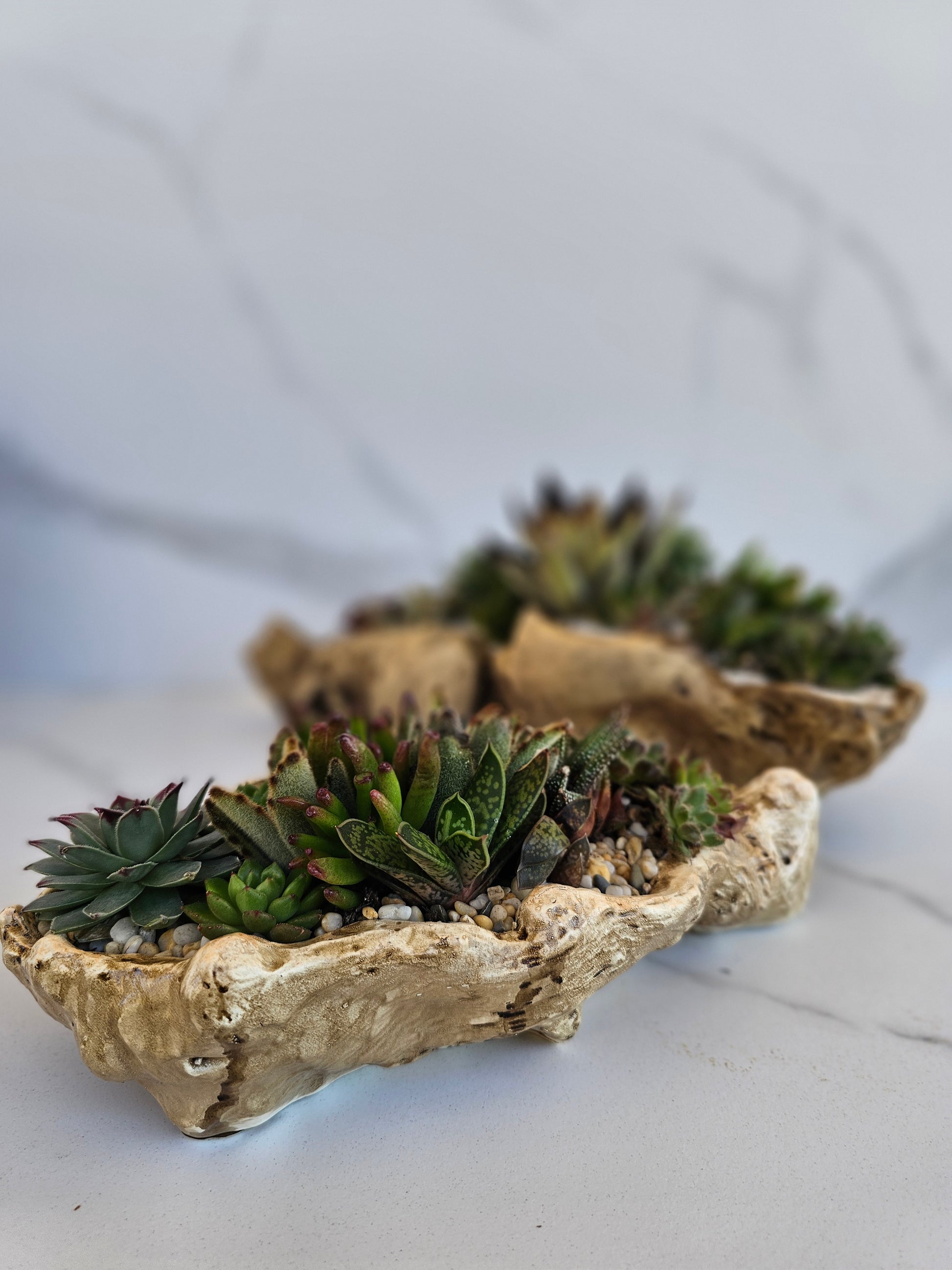 Live succulent arrangement in natural faux driftwood planter for indoor decor
