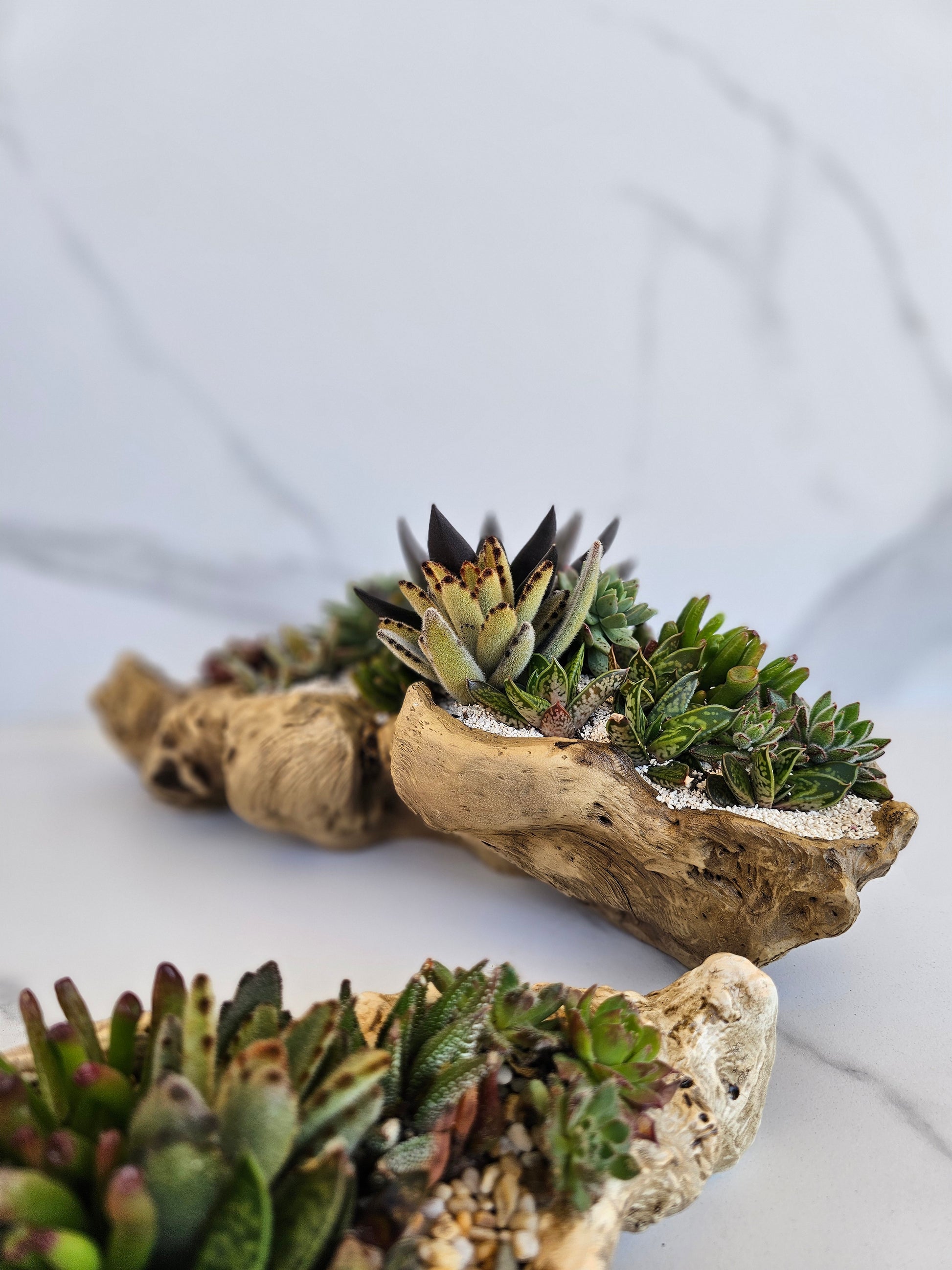 Live succulent arrangement in natural faux driftwood planter for indoor decor