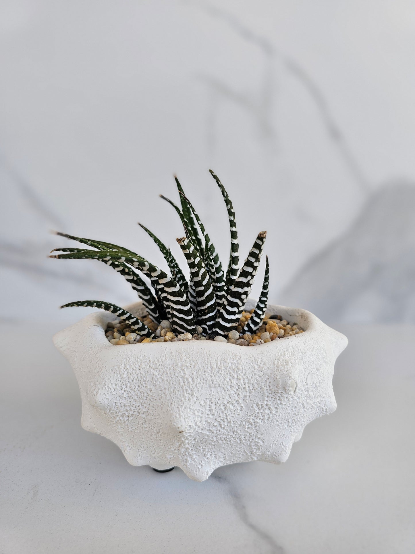 Large Oceania ceramic planter with live succulent arrangement