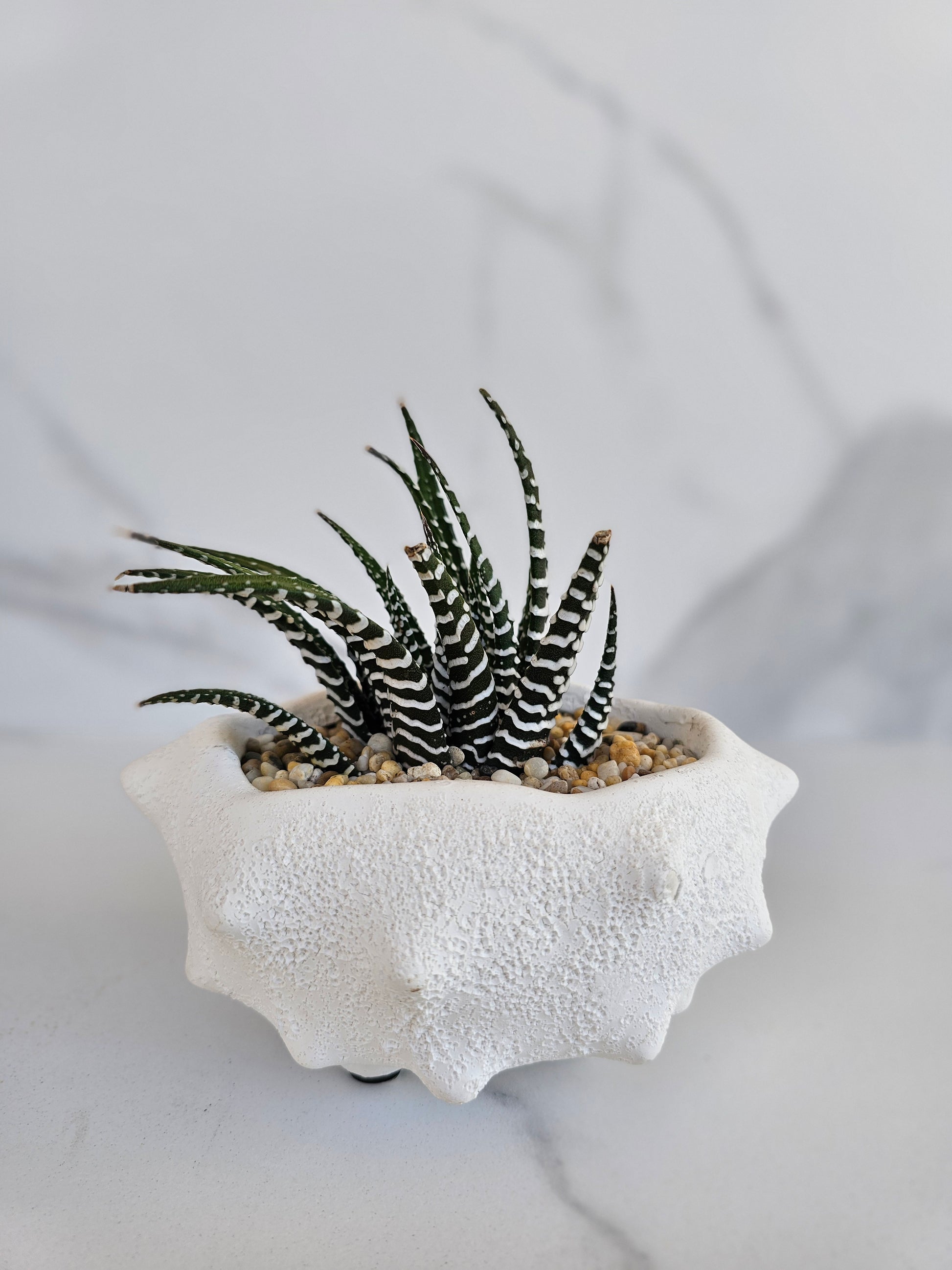 Large Oceania ceramic planter with live succulent arrangement