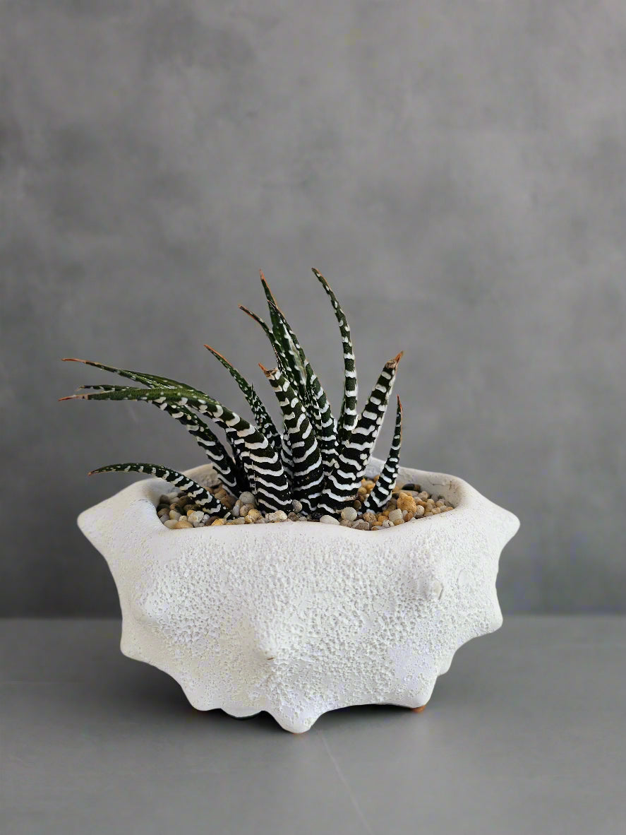 Oceania Planter Large with Potted Succulent