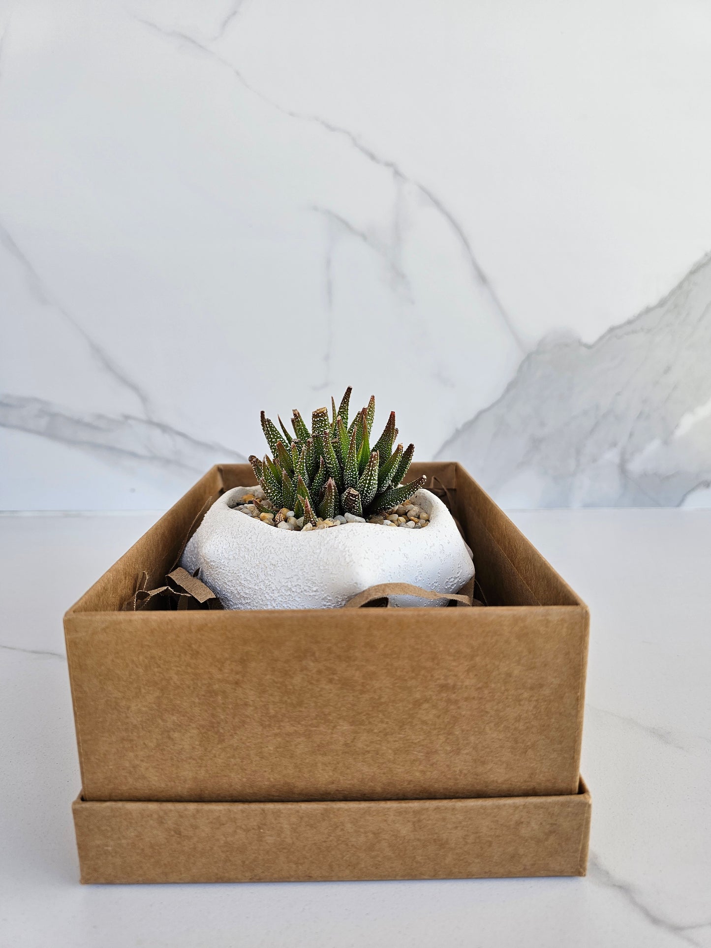 Oceania Planter Large with Potted Succulent