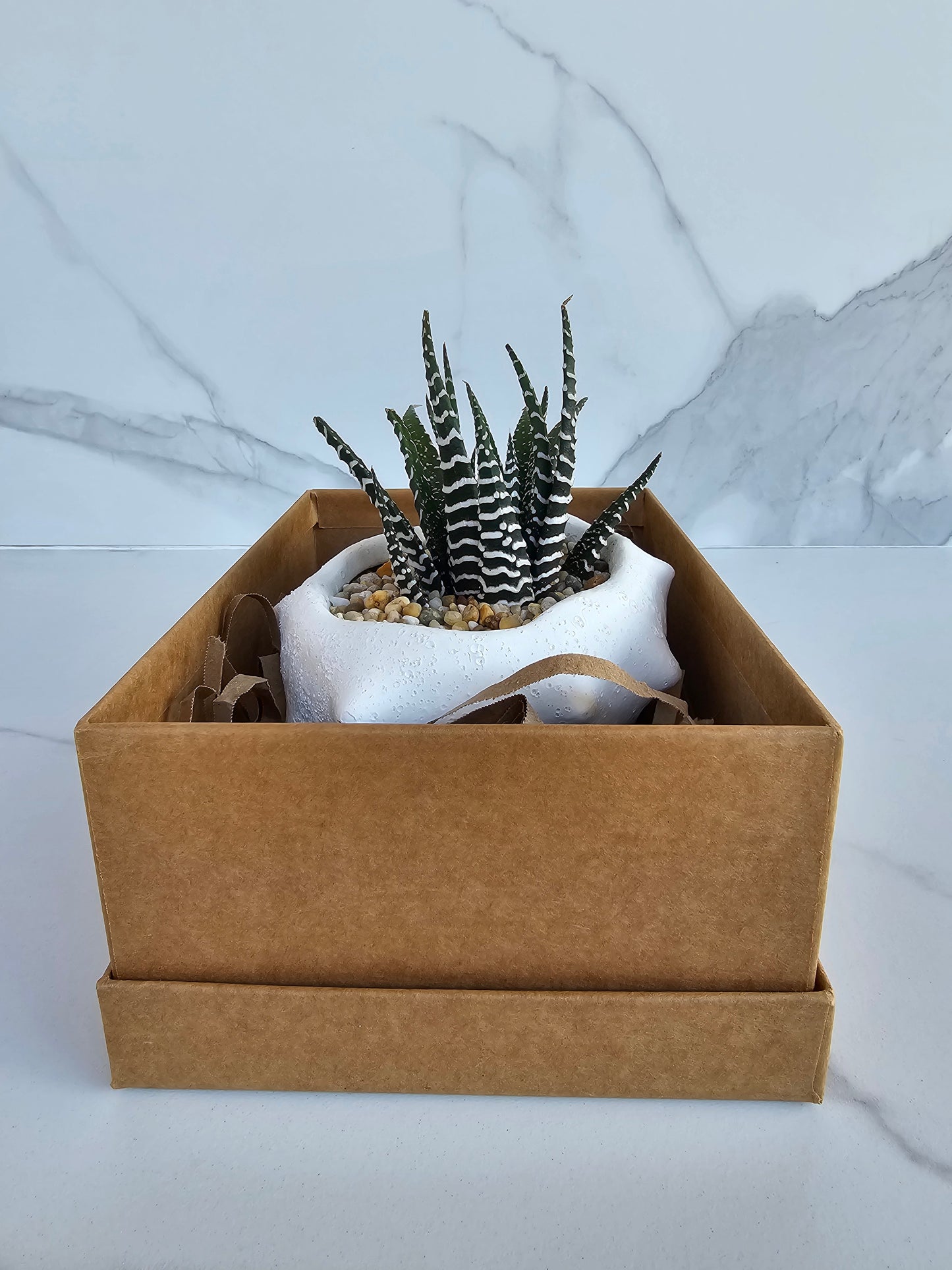 Oceania Planter Large with Potted Succulent