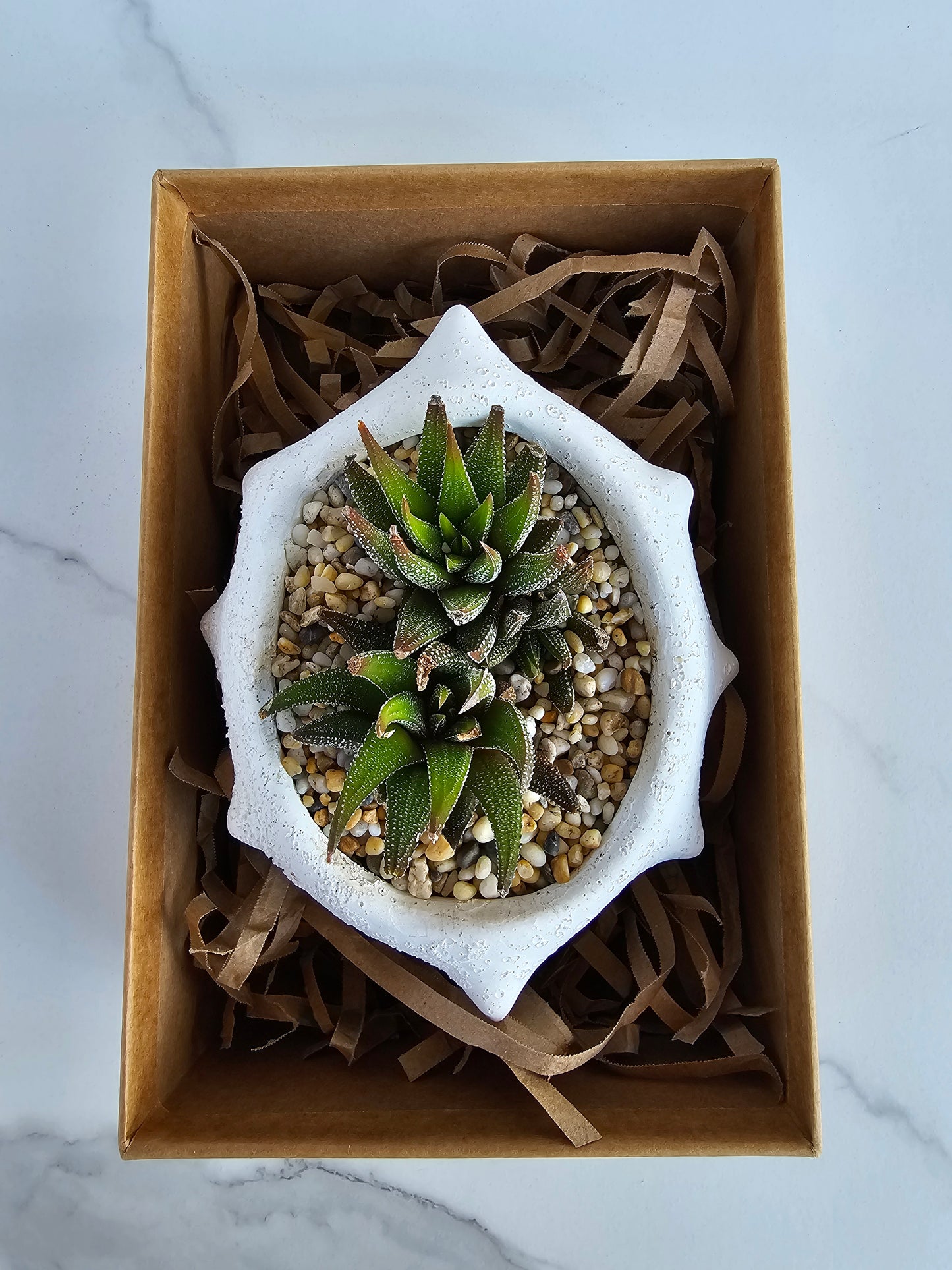 Oceania Planter Large with Potted Succulent