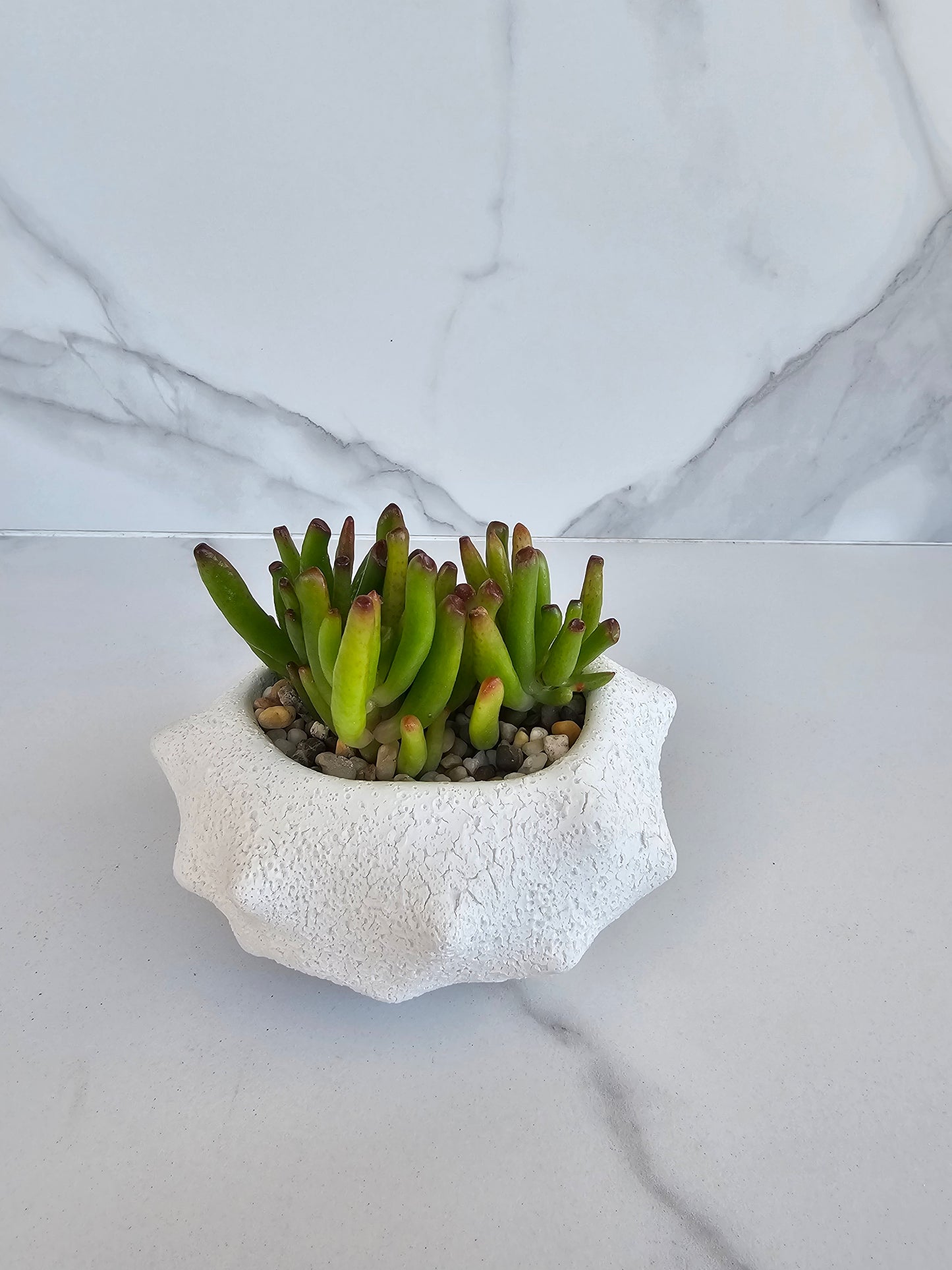 Compact succulent arrangement in modern ceramic planter