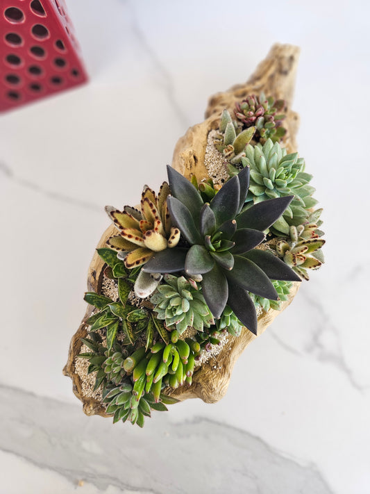 Close-up view of succulent varieties in rustic driftwood container